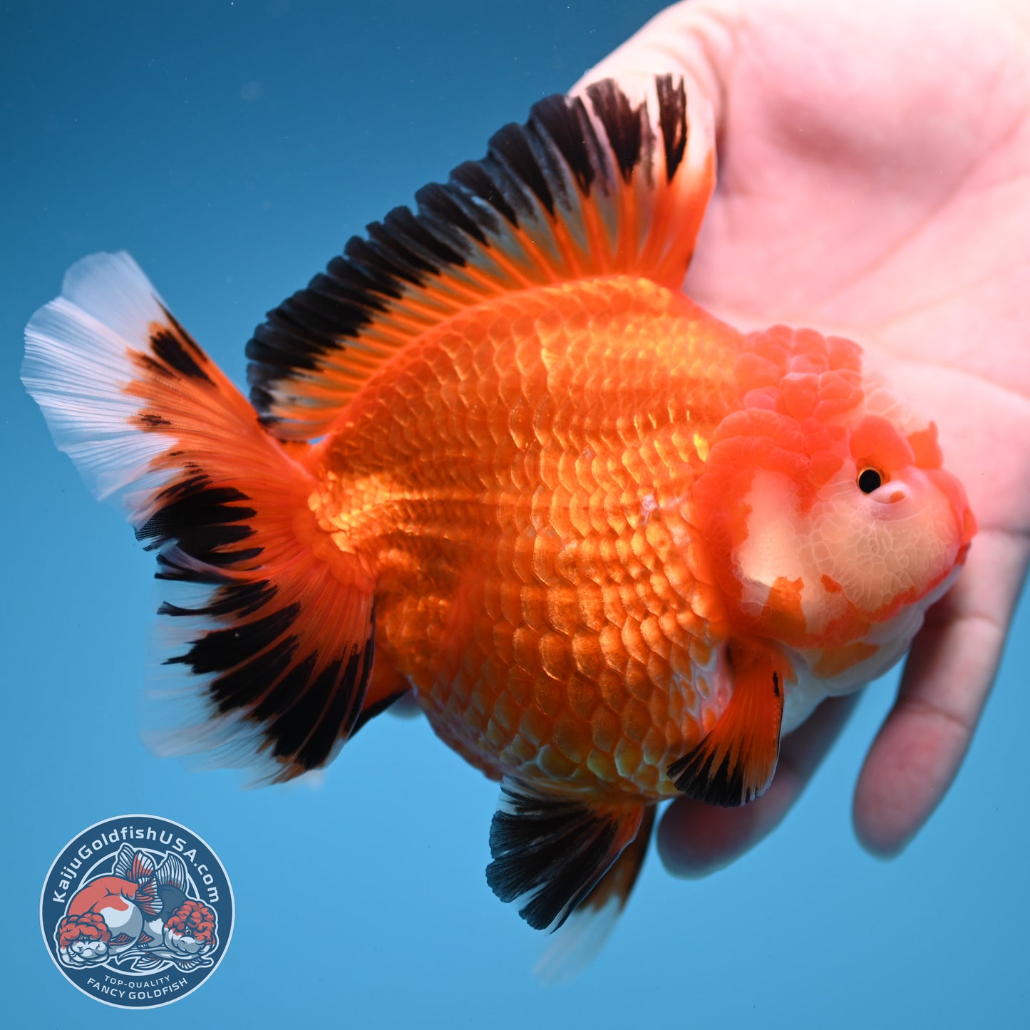 Red White / Tricolor Rosetail Oranda 4.5 inch Body (260306_OR06)