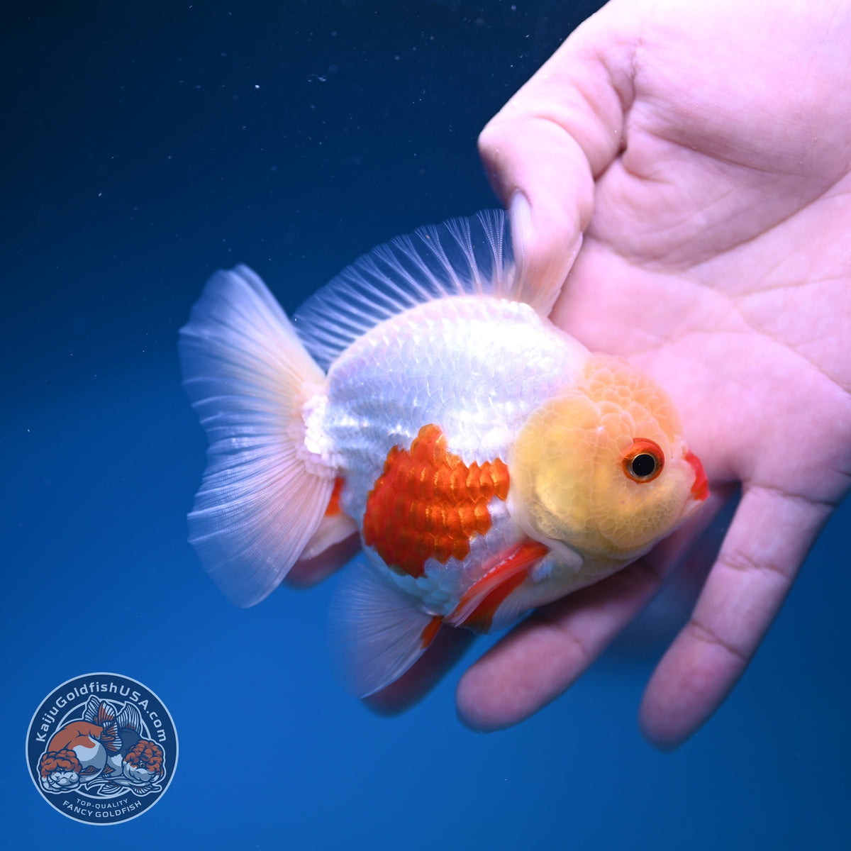 Red White YuanBao Oranda 3 inch Body (261016_OR10)