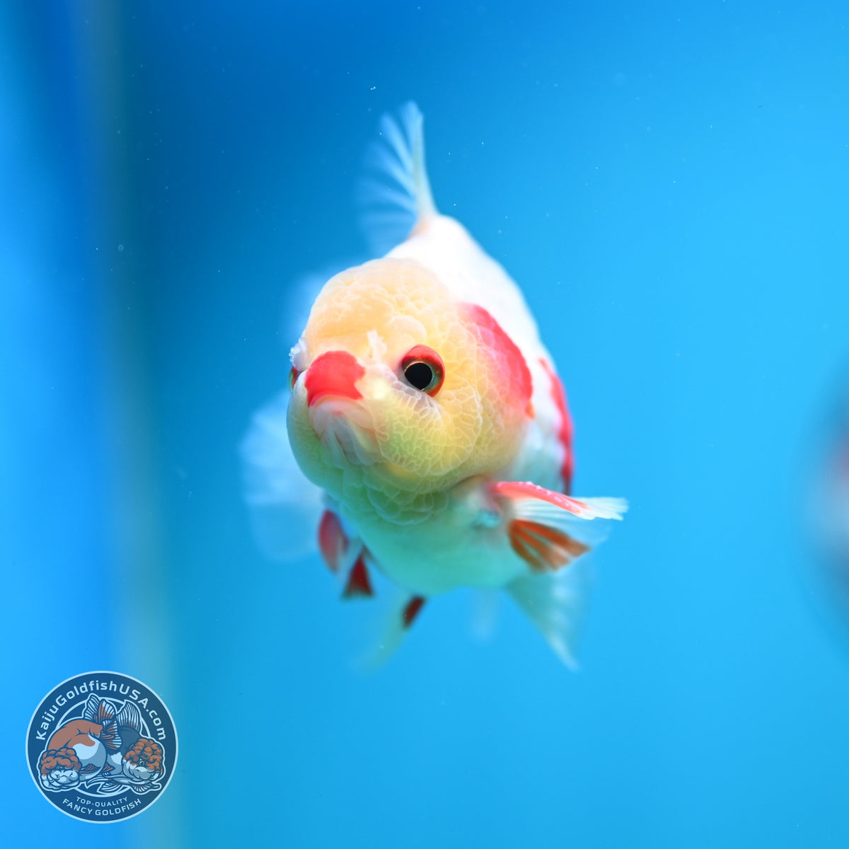 Red White YuanBao Oranda 3 inch Body (261016_OR10)