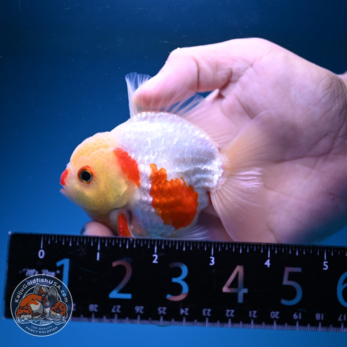 Red White YuanBao Oranda 3 inch Body (261016_OR10)