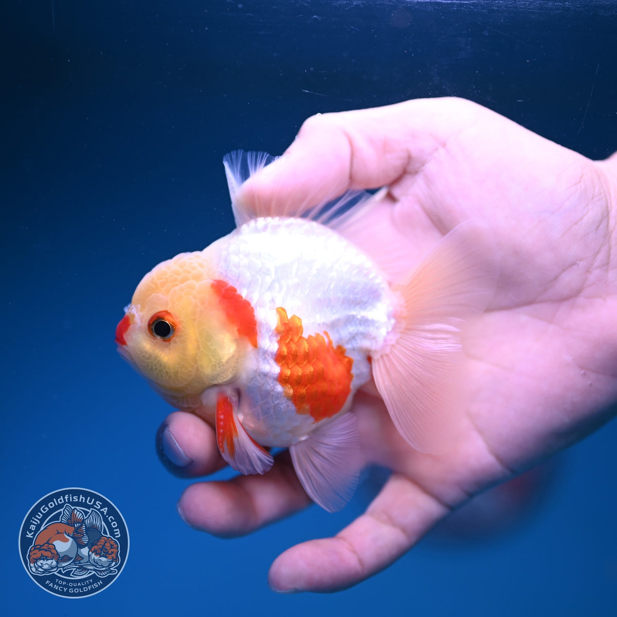 Red White YuanBao Oranda 3 inch Body (261016_OR10)