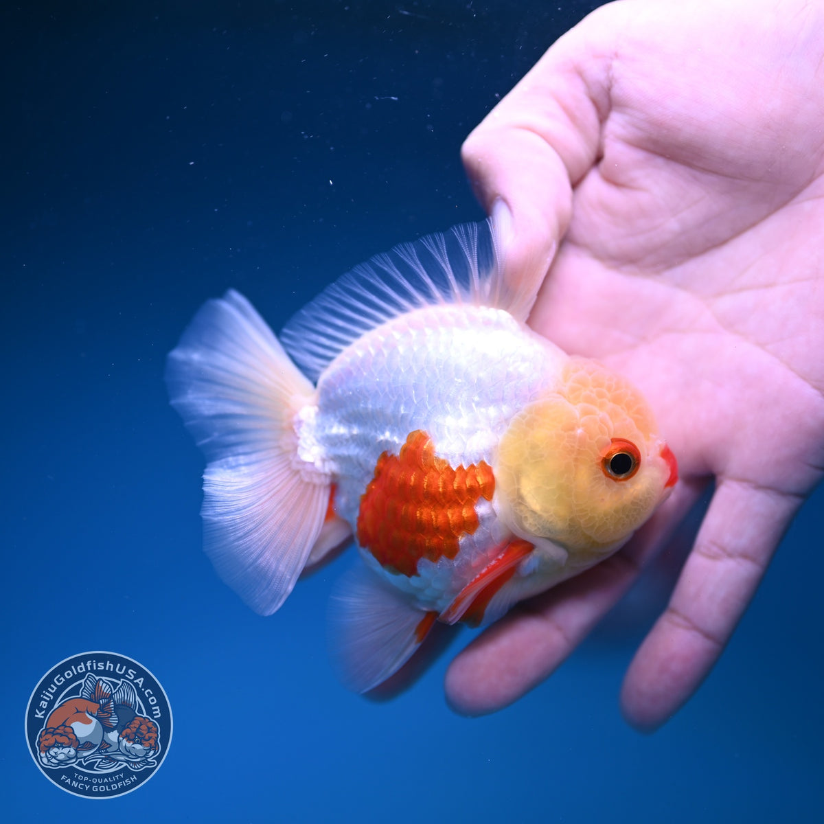 Red White YuanBao Oranda 3 inch Body (261016_OR10)
