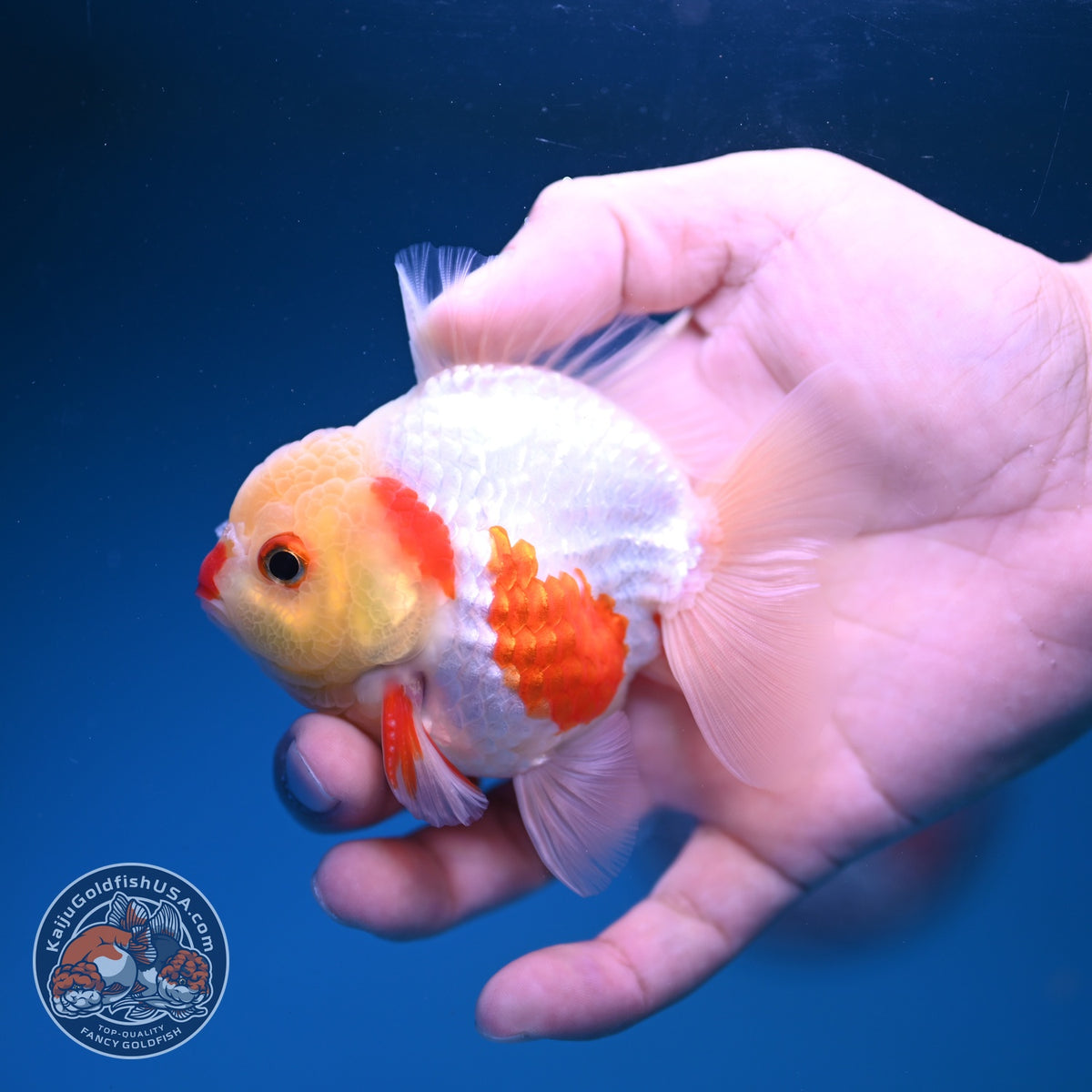 Red White YuanBao Oranda 3 inch Body (261016_OR10)