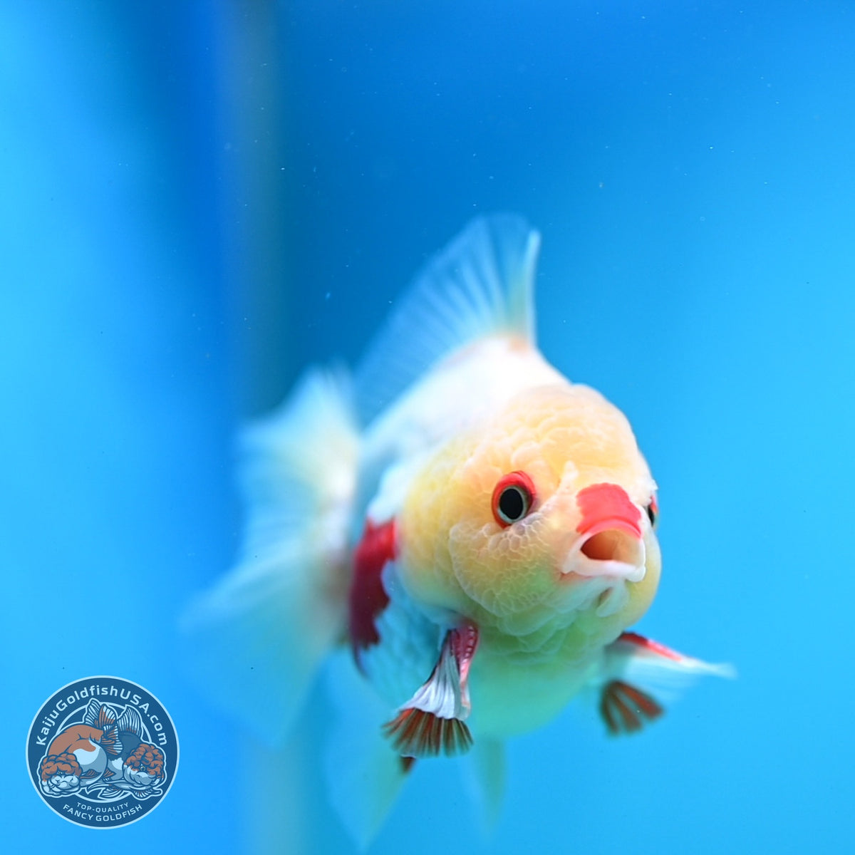 Red White YuanBao Oranda 3 inch Body (261016_OR10)