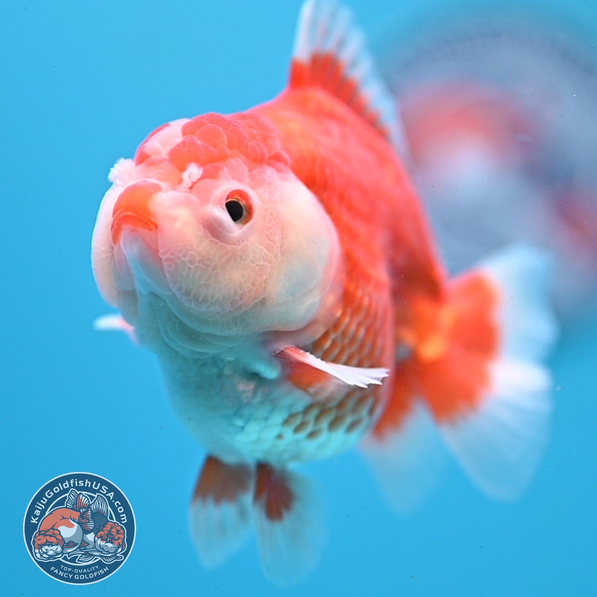 Red White YuanBao Oranda 3.25 inch Body (251031_OR15)