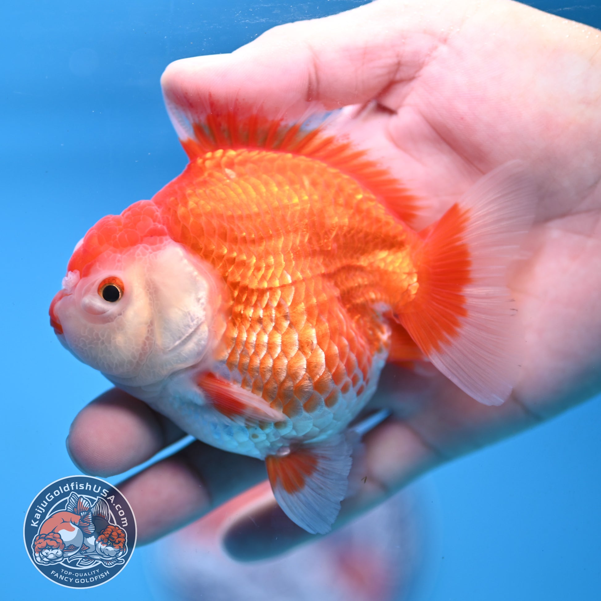 Red White YuanBao Oranda 3.25 inch Body (251031_OR15)