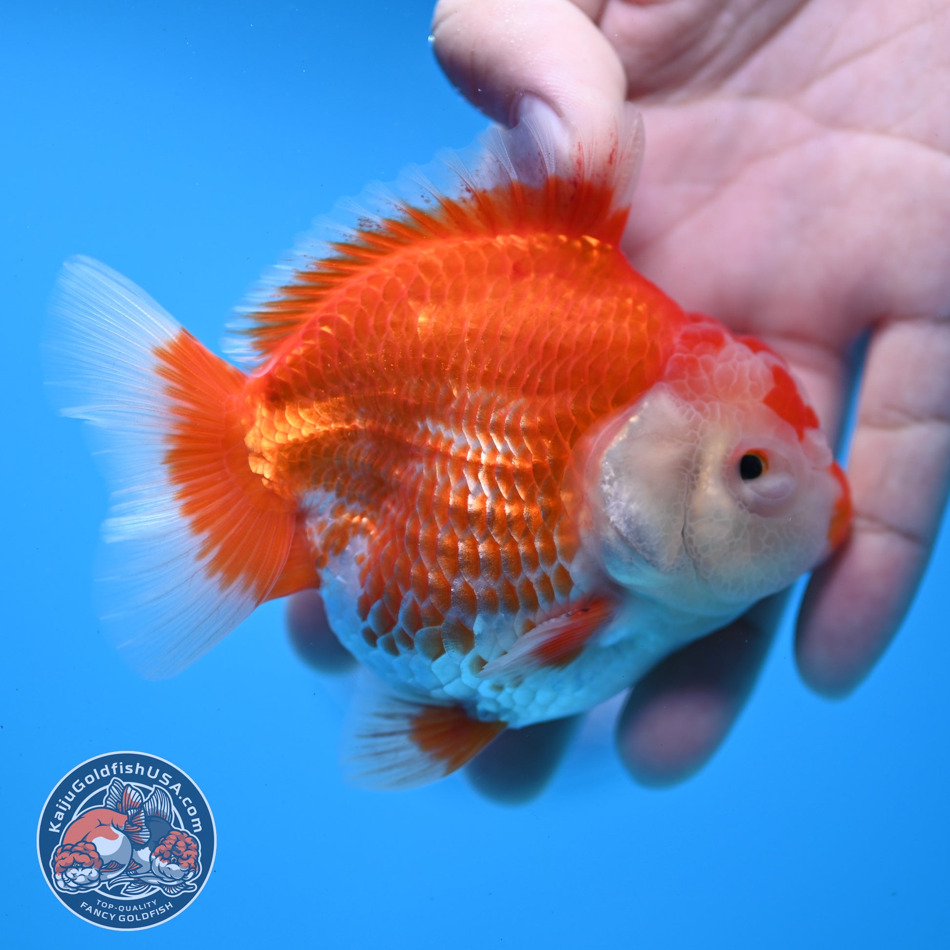 Red White YuanBao Oranda 3.25 inch Body (251031_OR15)