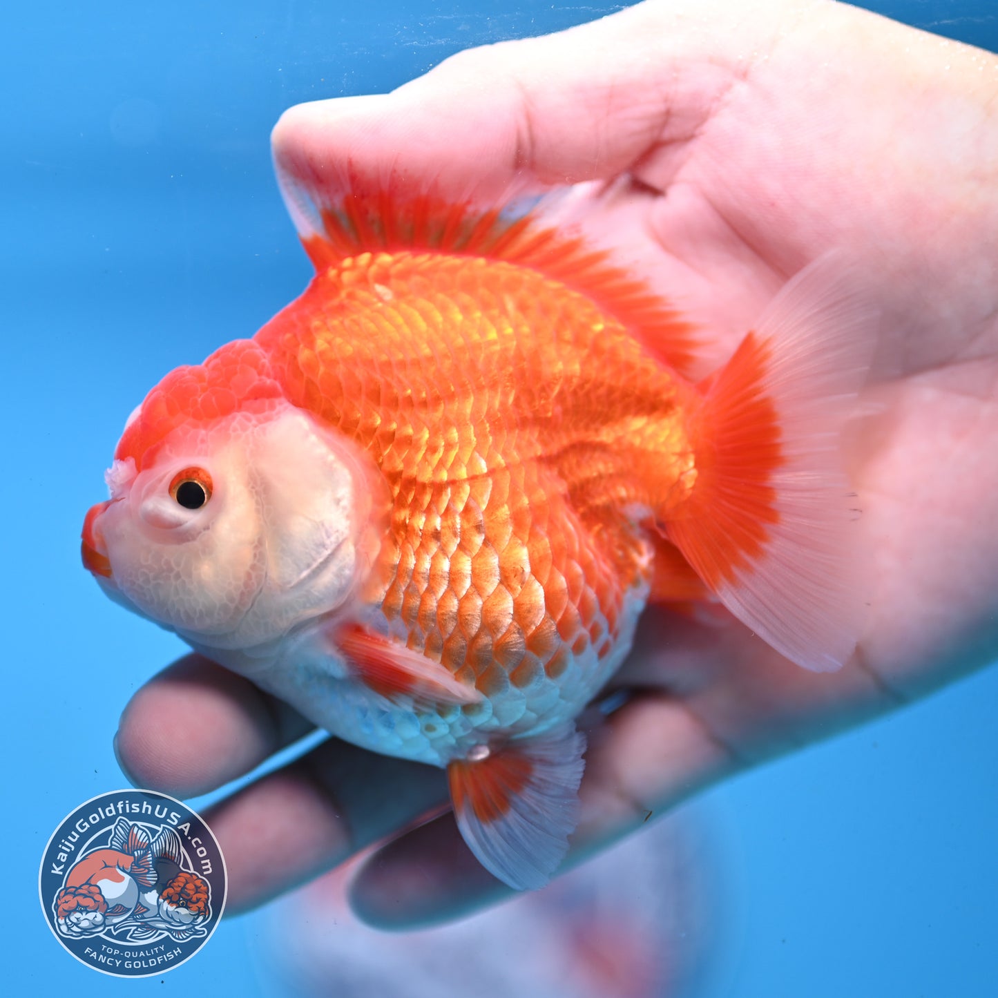 Red White YuanBao Oranda 3.25 inch Body (251031_OR15)