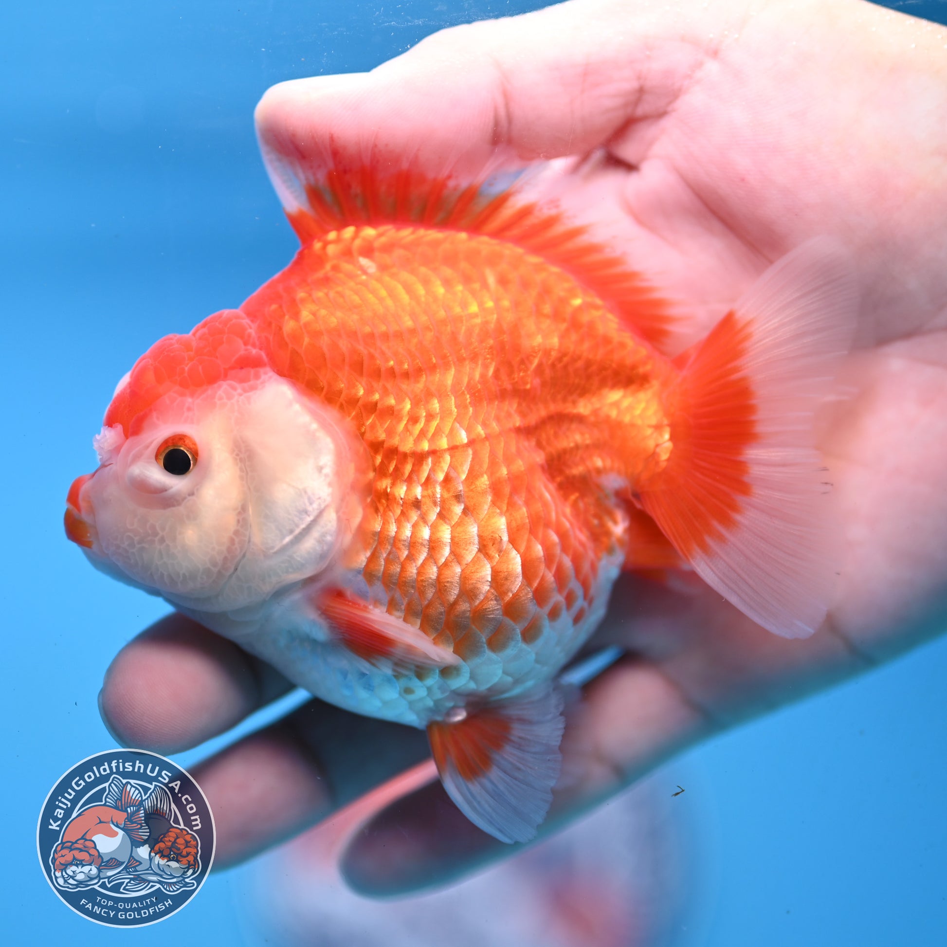 Red White YuanBao Oranda 3.25 inch Body (251031_OR15)
