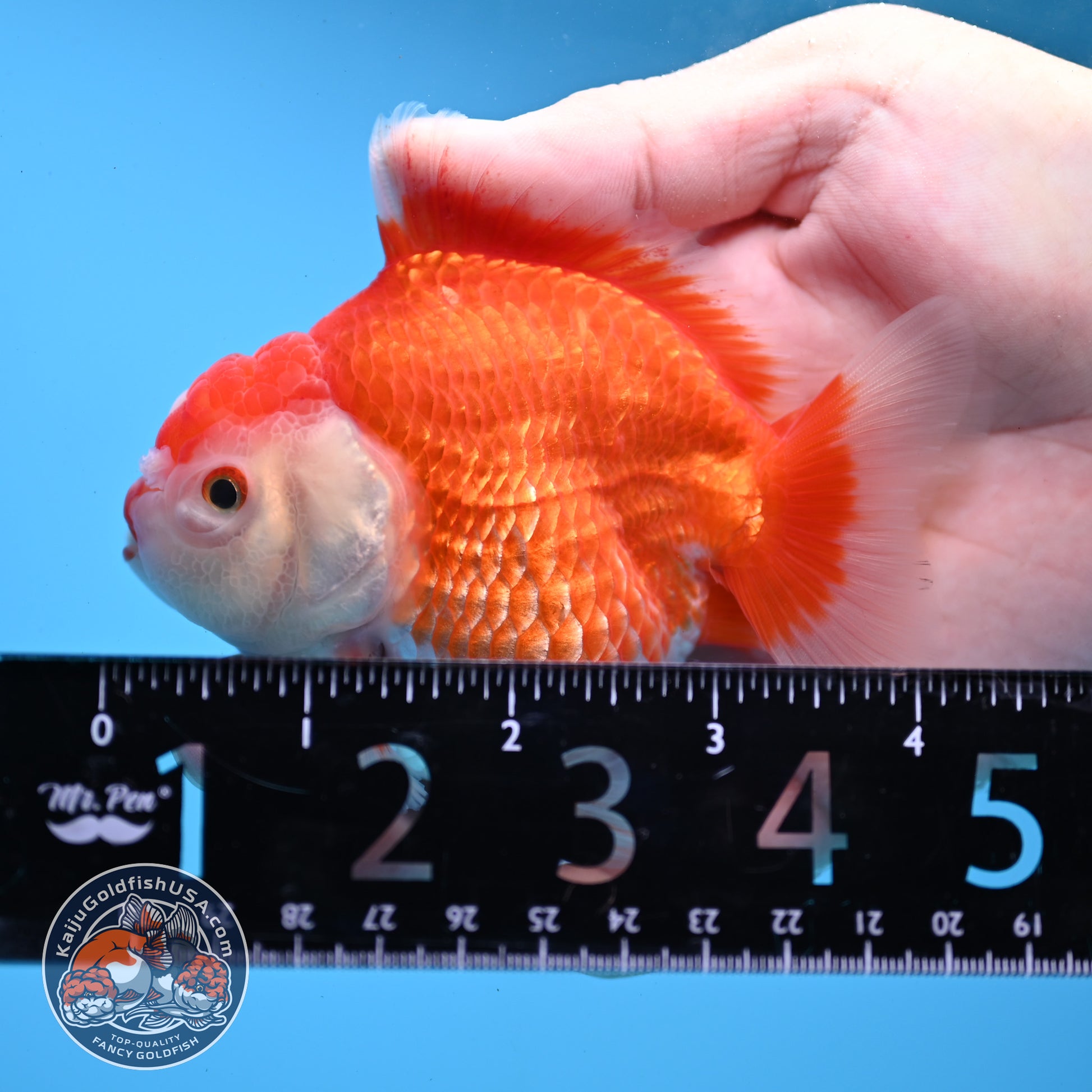 Red White YuanBao Oranda 3.25 inch Body (251031_OR15)