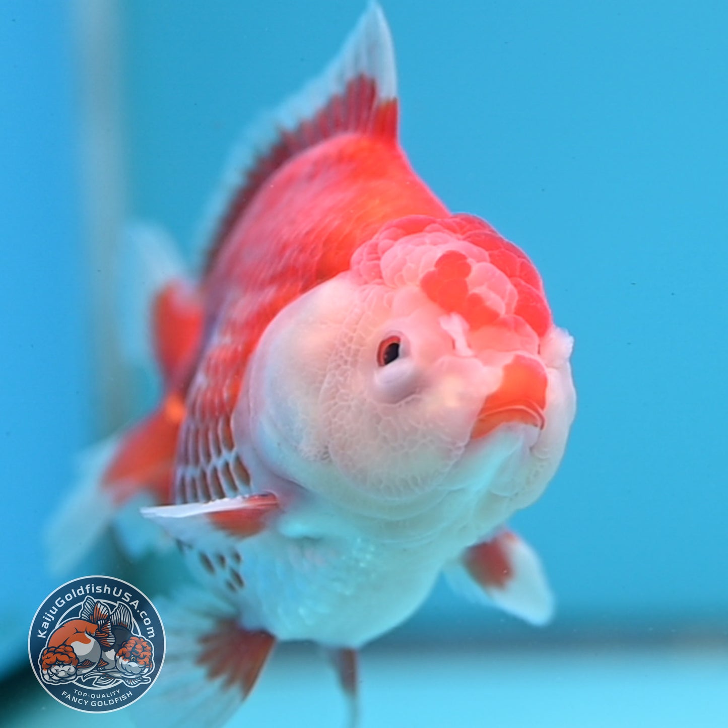 Red White YuanBao Oranda 3.25 inch Body (251031_OR15)