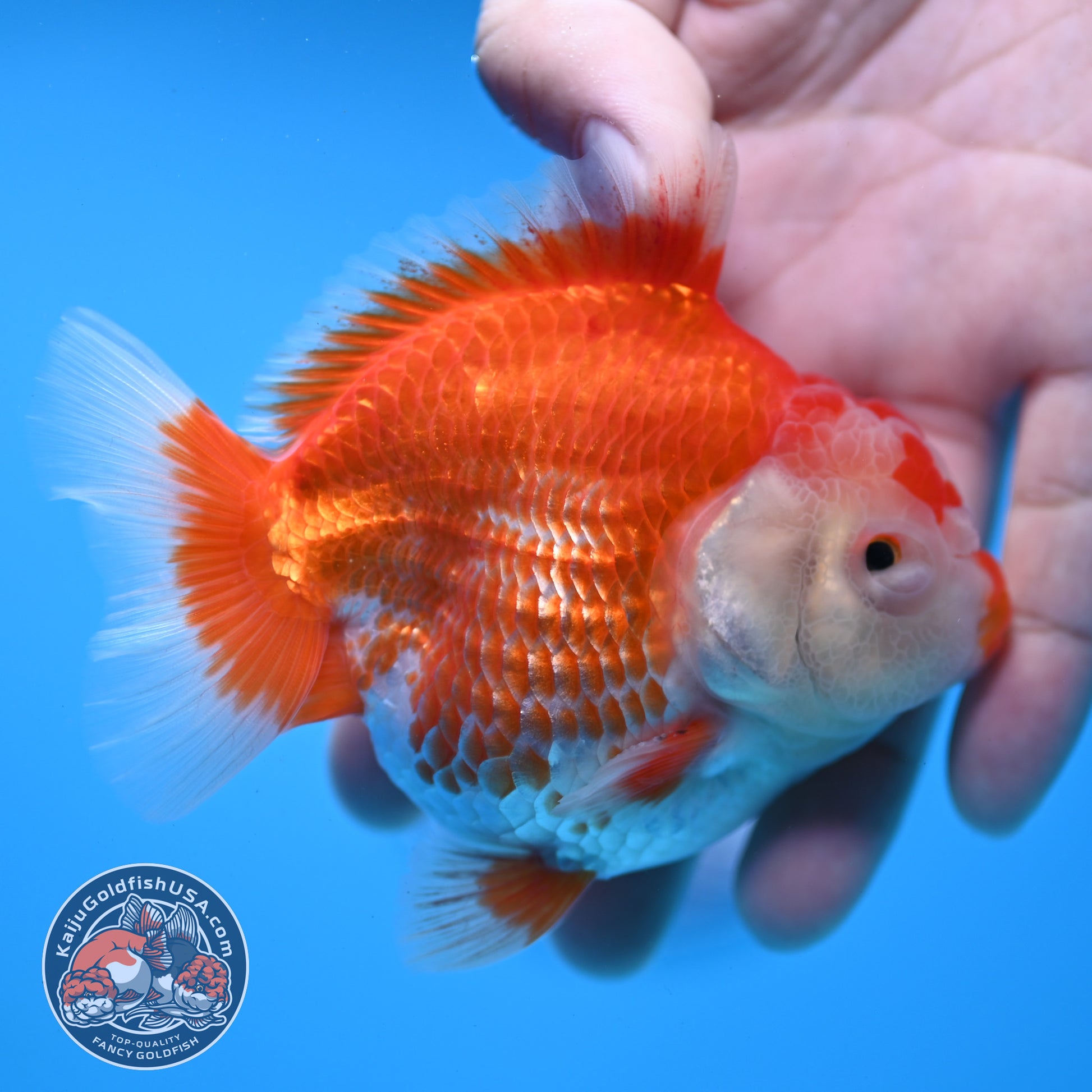 Red White YuanBao Oranda 3.25 inch Body (251031_OR15)
