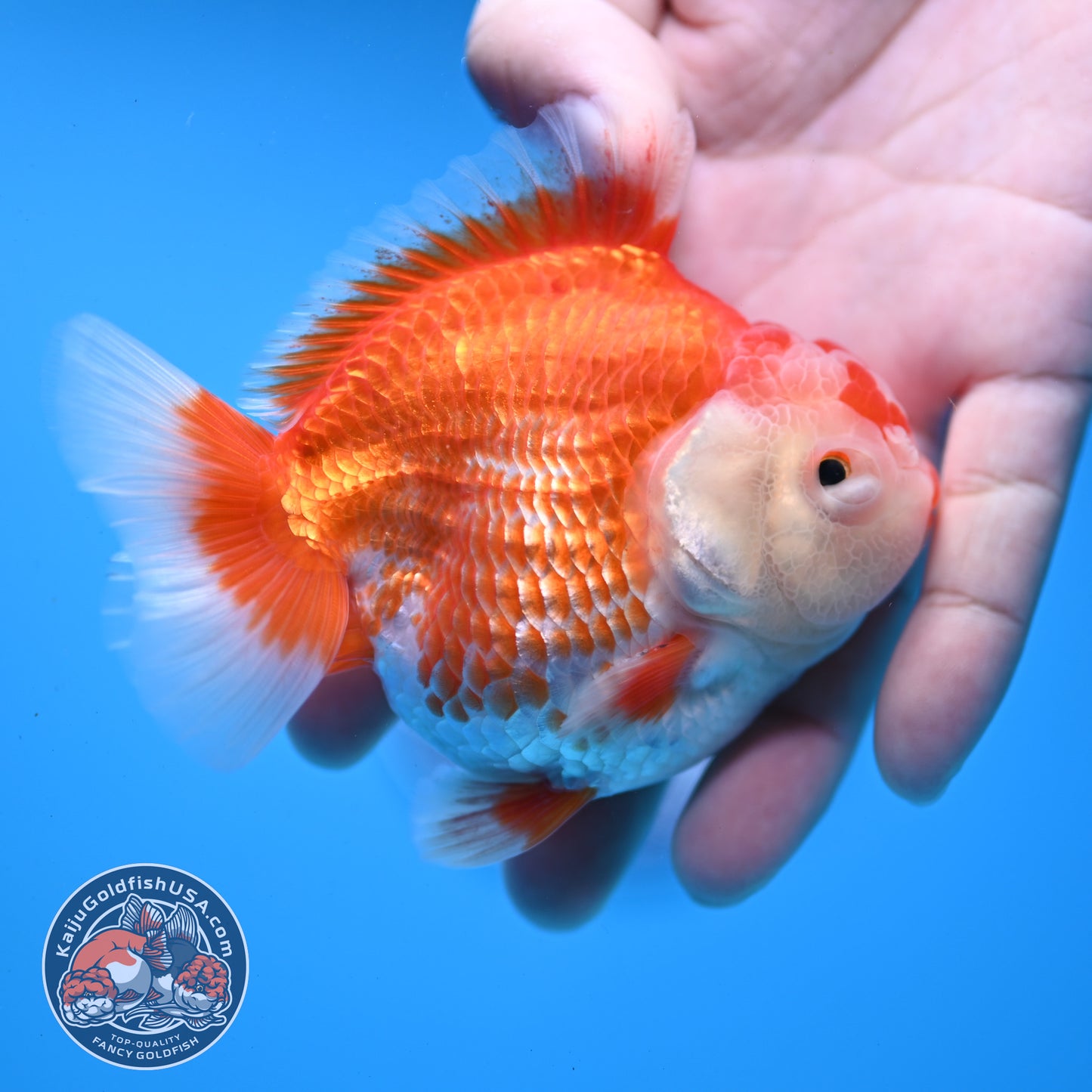 Red White YuanBao Oranda 3.25 inch Body (251031_OR15)