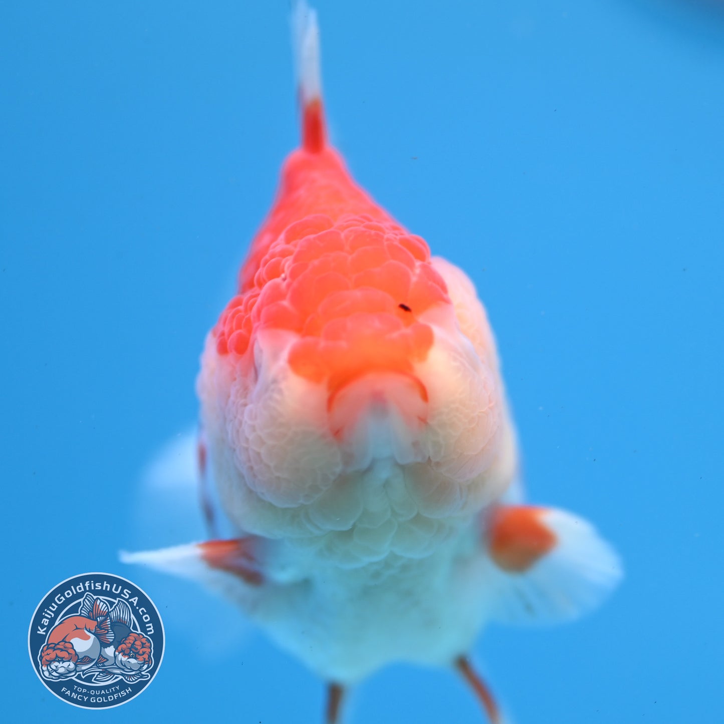 Red White YuanBao Oranda 3.25 inch Body (251031_OR16)