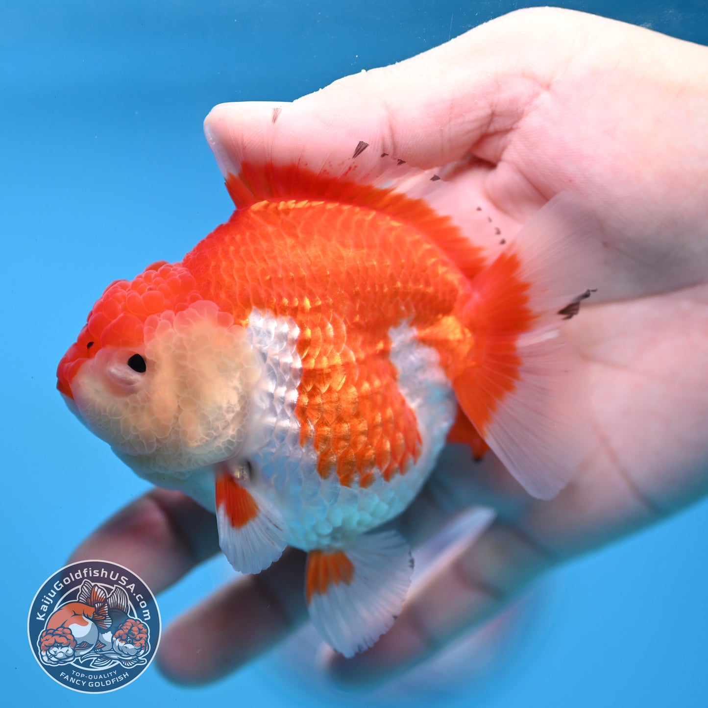 Red White YuanBao Oranda 3.25 inch Body (251031_OR16)