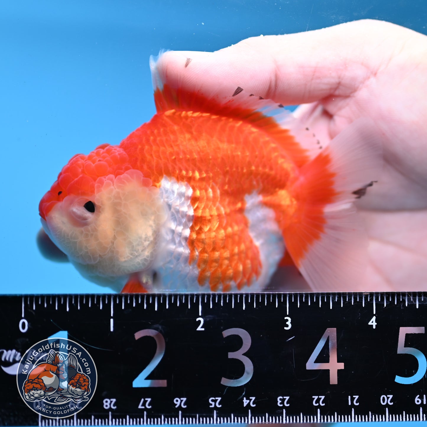 Red White YuanBao Oranda 3.25 inch Body (251031_OR16)