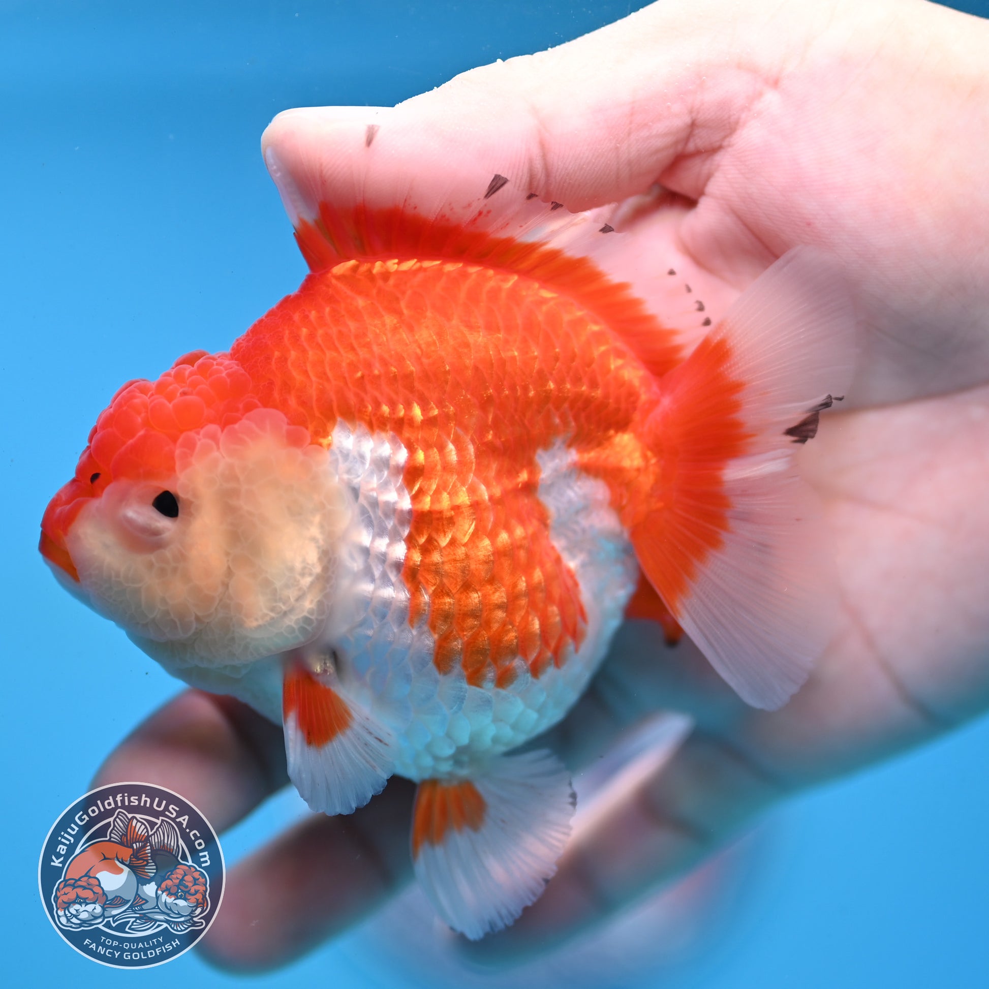 Red White YuanBao Oranda 3.25 inch Body (251031_OR16)