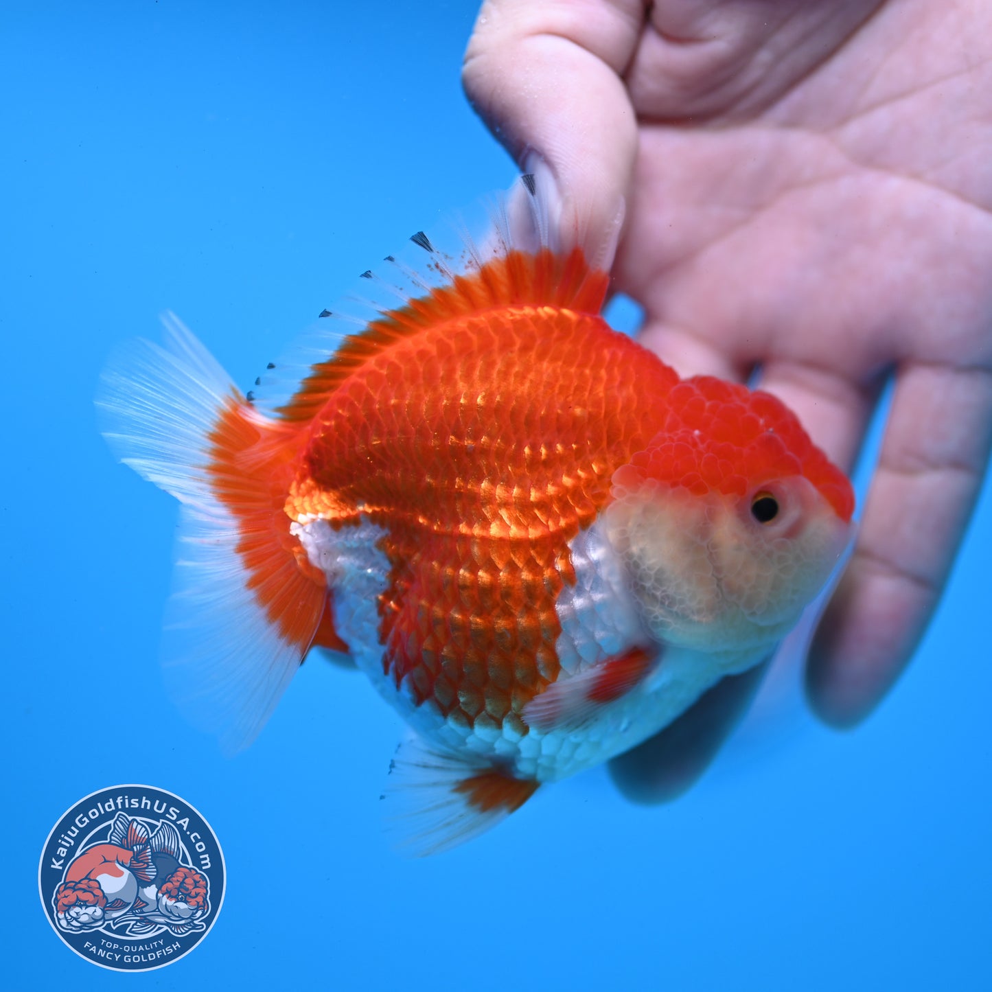 Red White YuanBao Oranda 3.25 inch Body (251031_OR16)