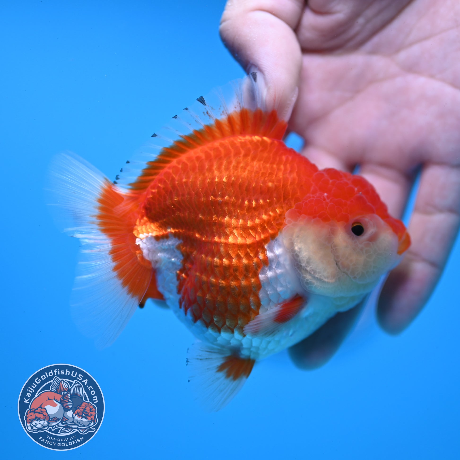 Red White YuanBao Oranda 3.25 inch Body (251031_OR16)