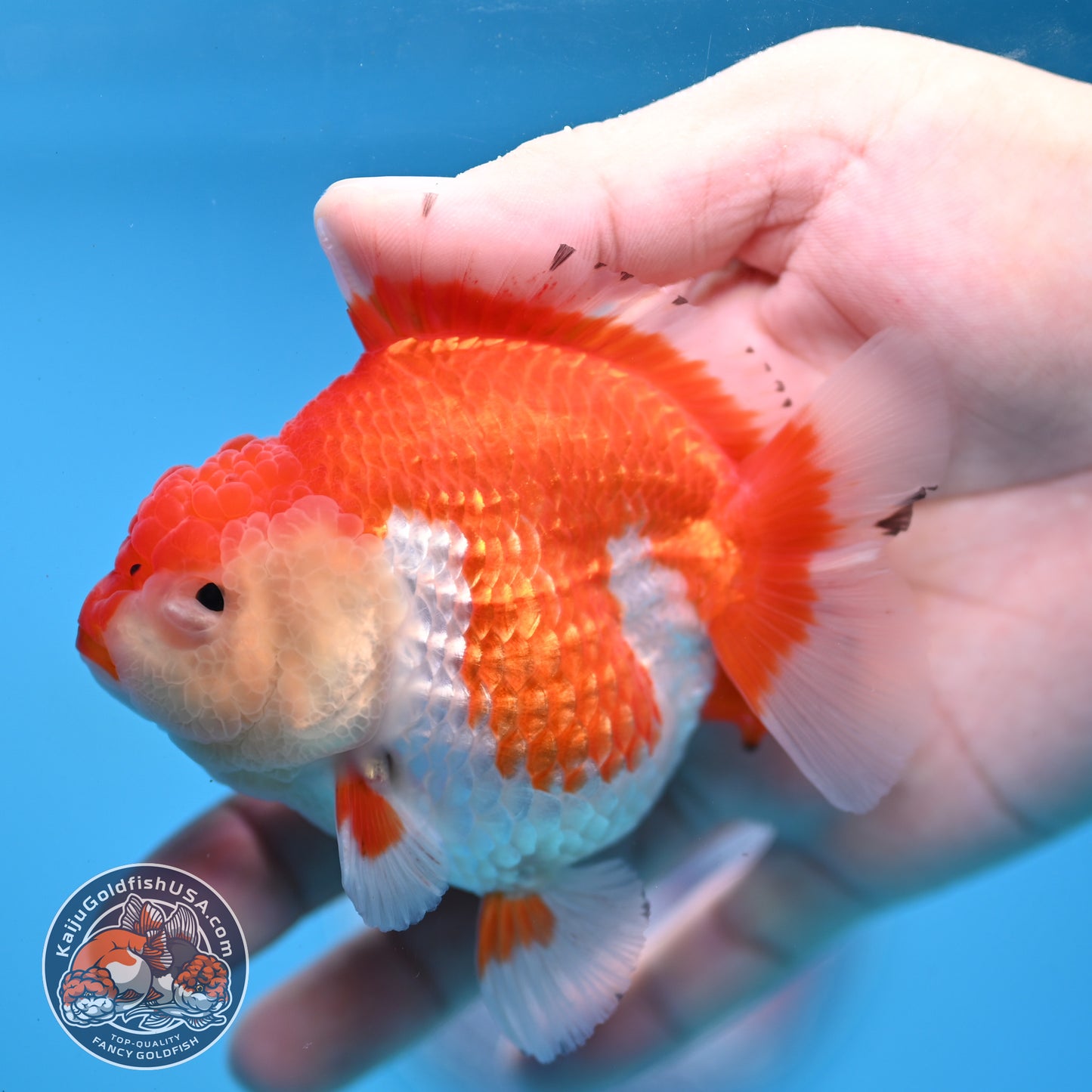 Red White YuanBao Oranda 3.25 inch Body (251031_OR16)