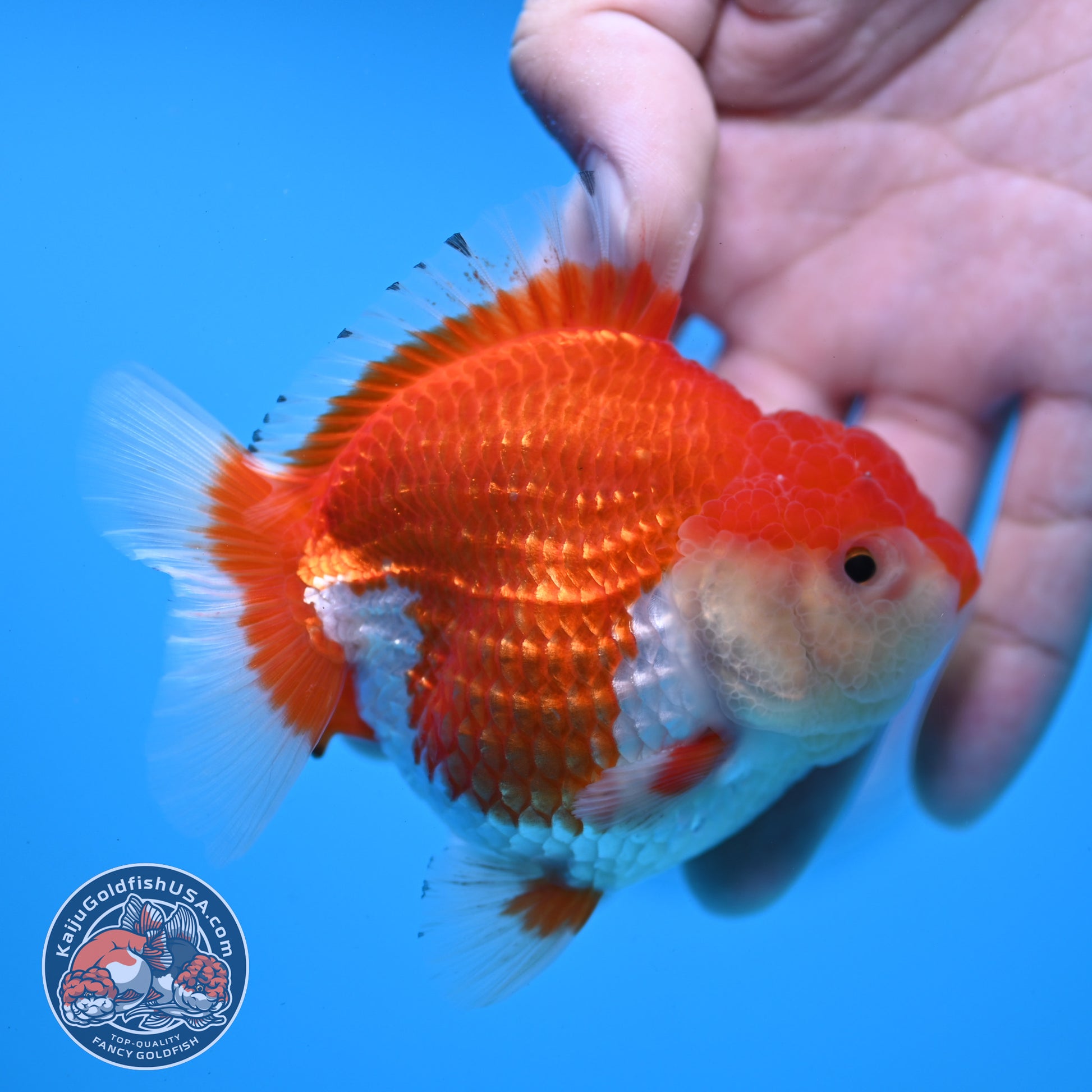 Red White YuanBao Oranda 3.25 inch Body (251031_OR16)