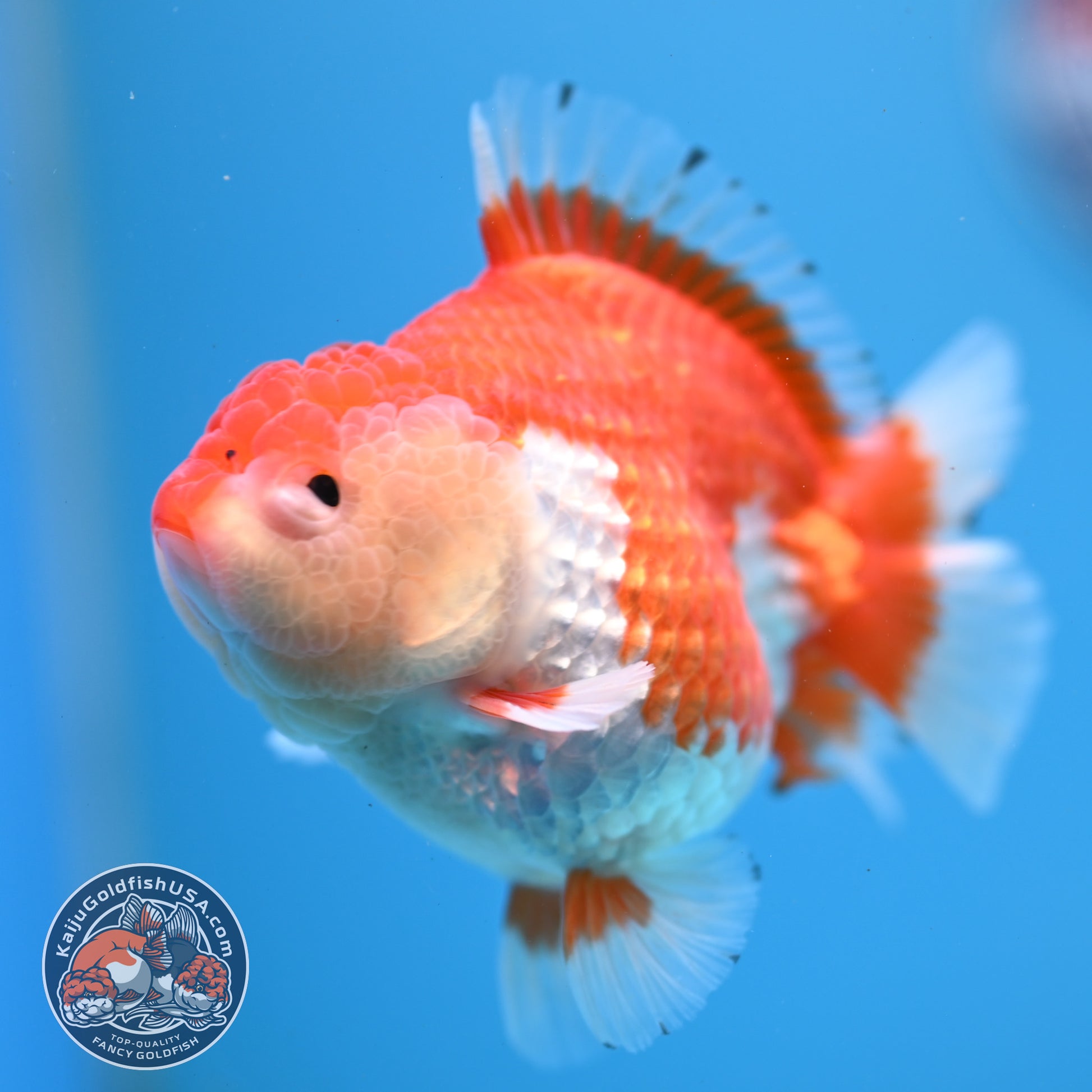 Red White YuanBao Oranda 3.25 inch Body (251031_OR16)