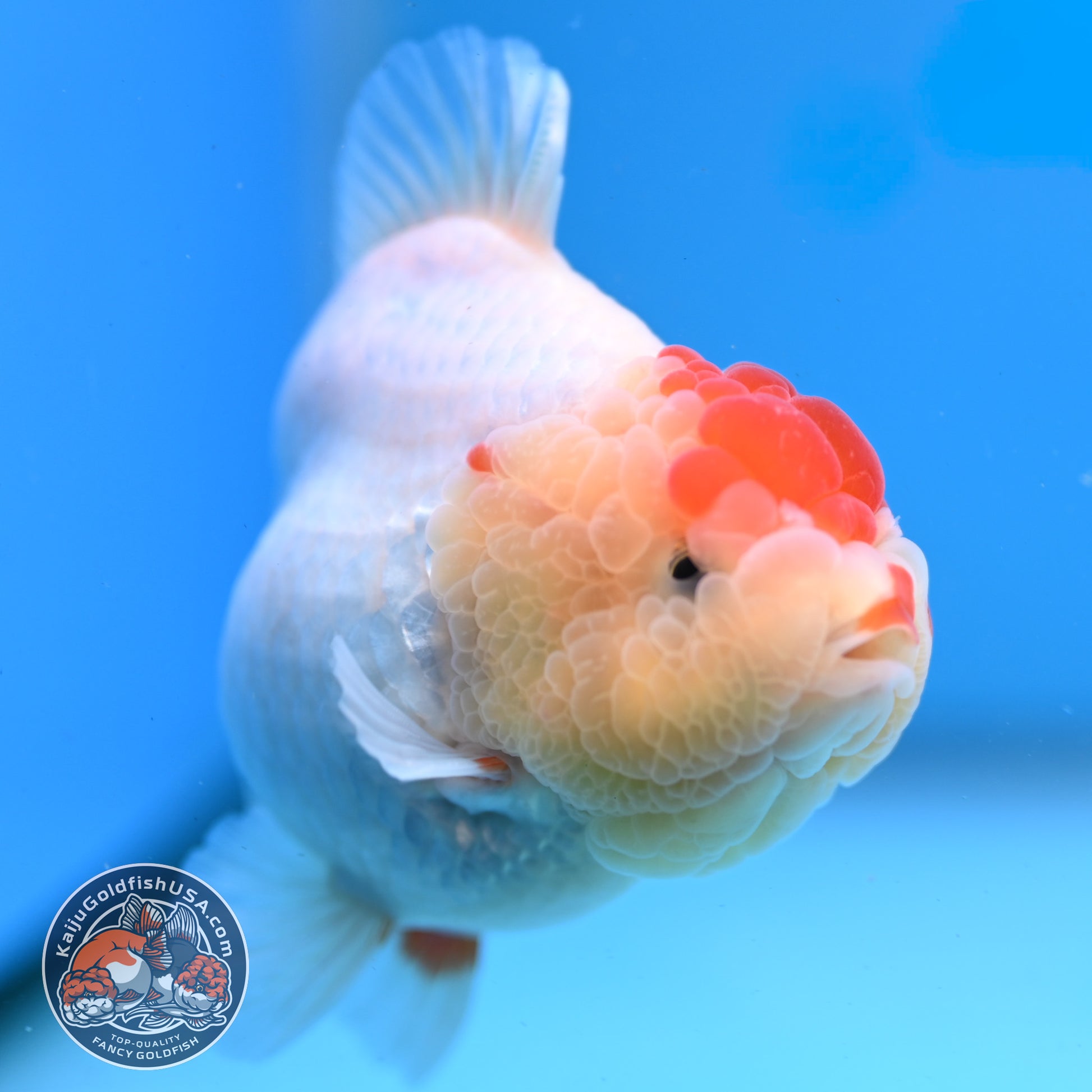 Red White YuanBao Oranda 3.5 inch Body (251031_OR14)