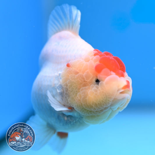 Red White YuanBao Oranda 3.5 inch Body (251031_OR14)