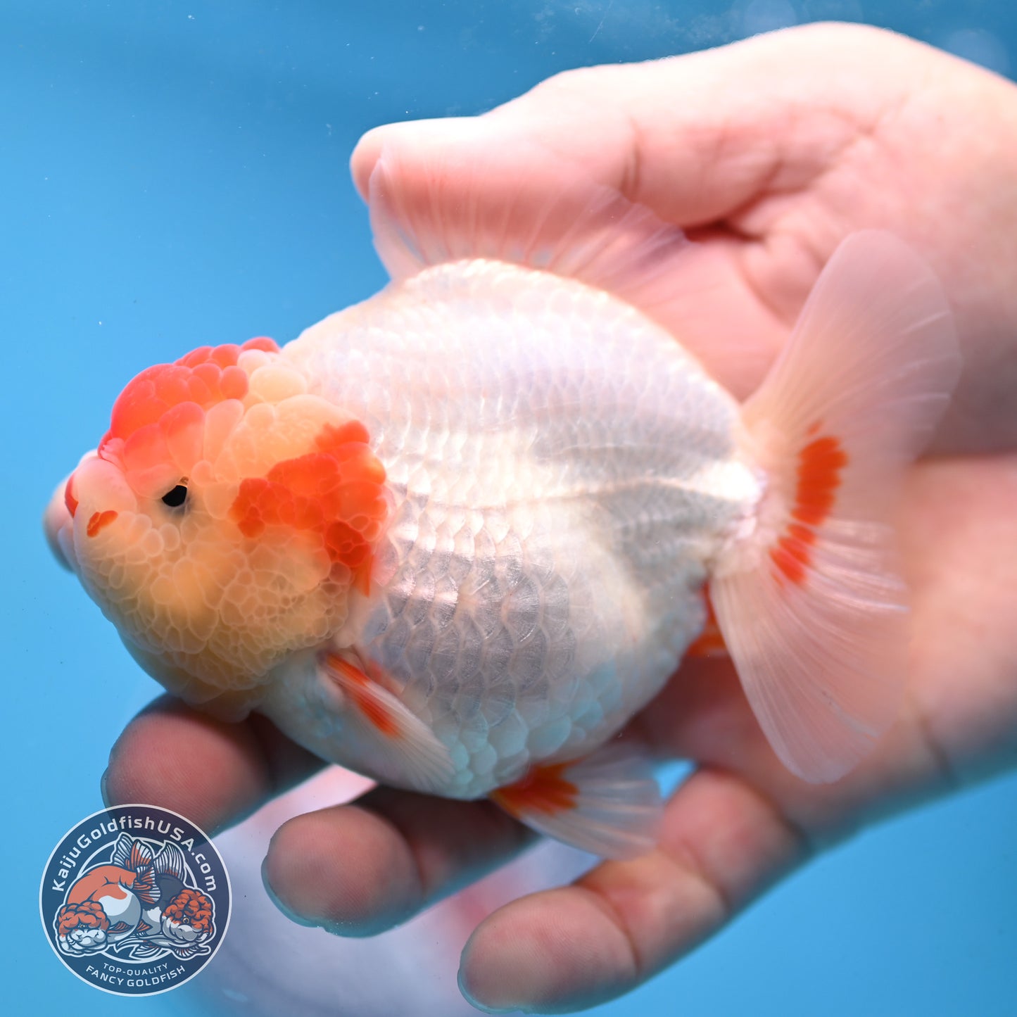 Red White YuanBao Oranda 3.5 inch Body (251031_OR14)