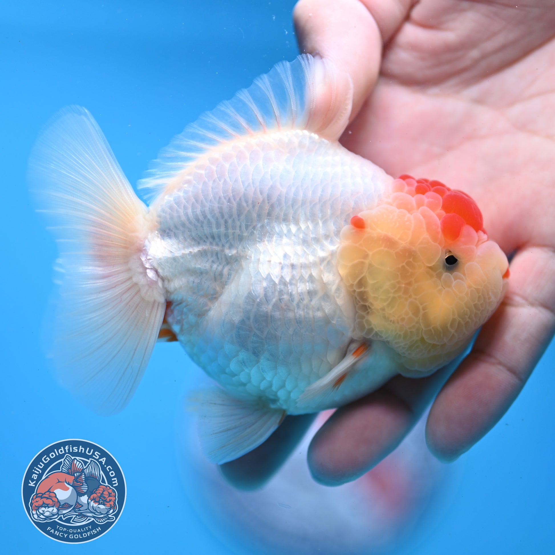 Red White YuanBao Oranda 3.5 inch Body (251031_OR14)