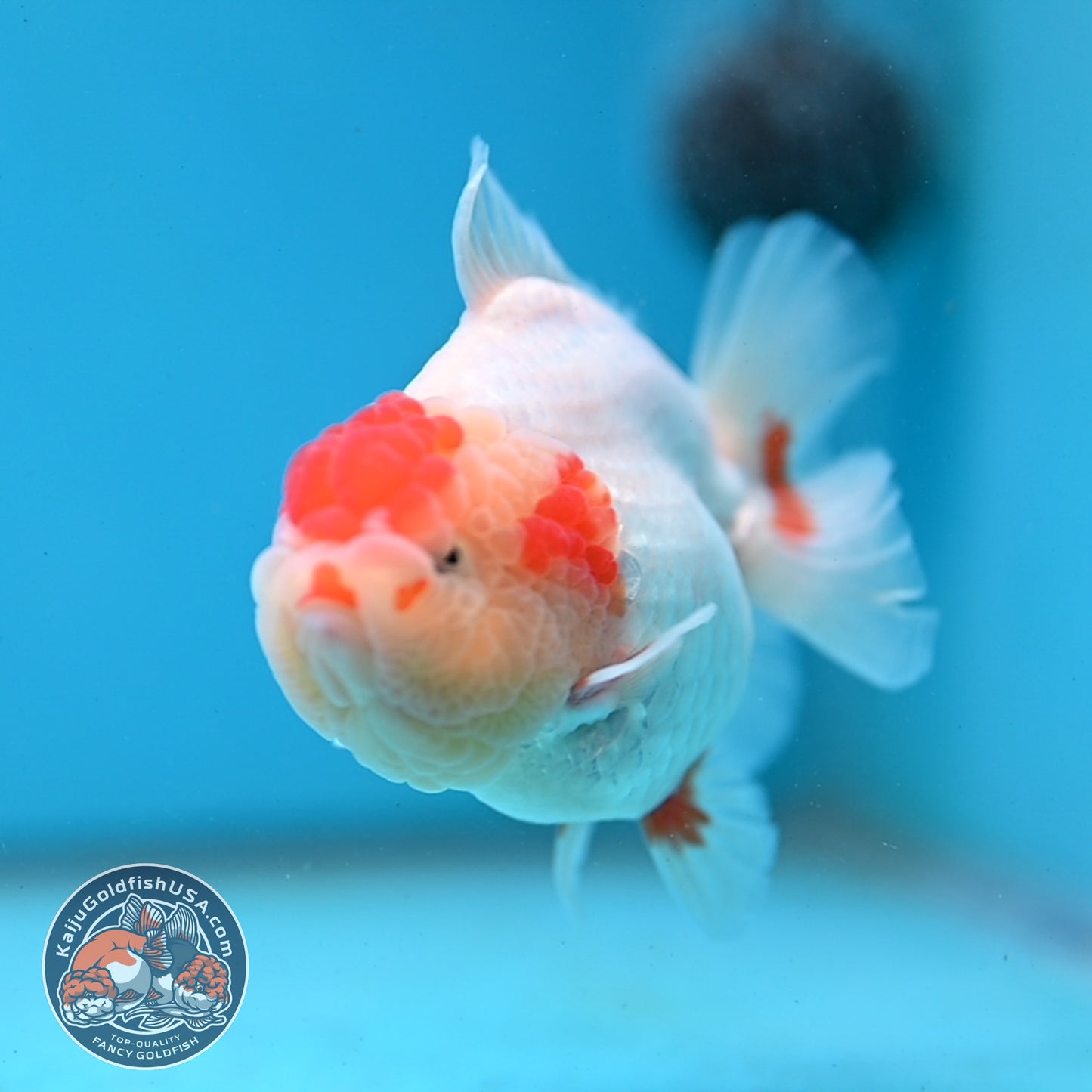Red White YuanBao Oranda 3.5 inch Body (251031_OR14)