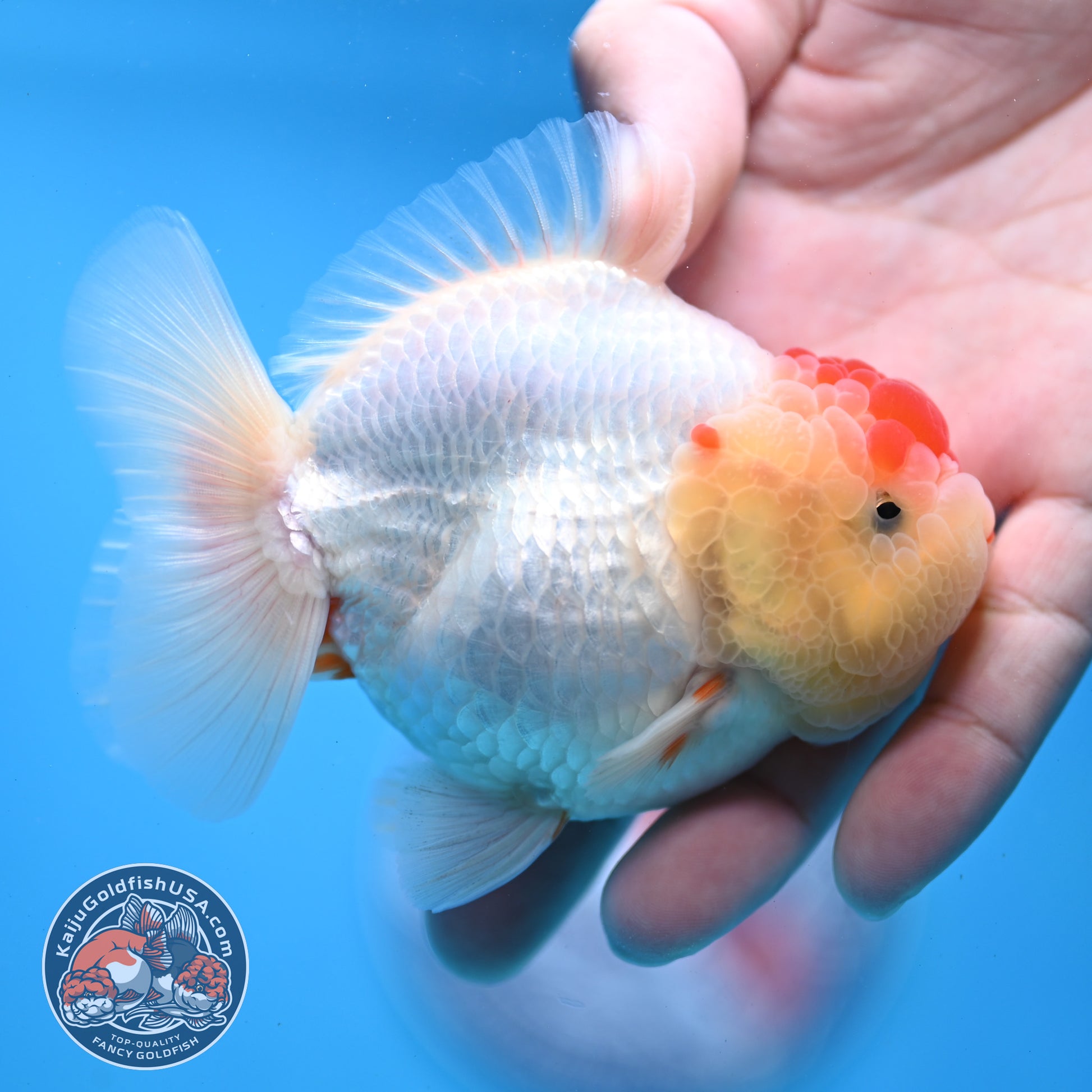 Red White YuanBao Oranda 3.5 inch Body (251031_OR14)