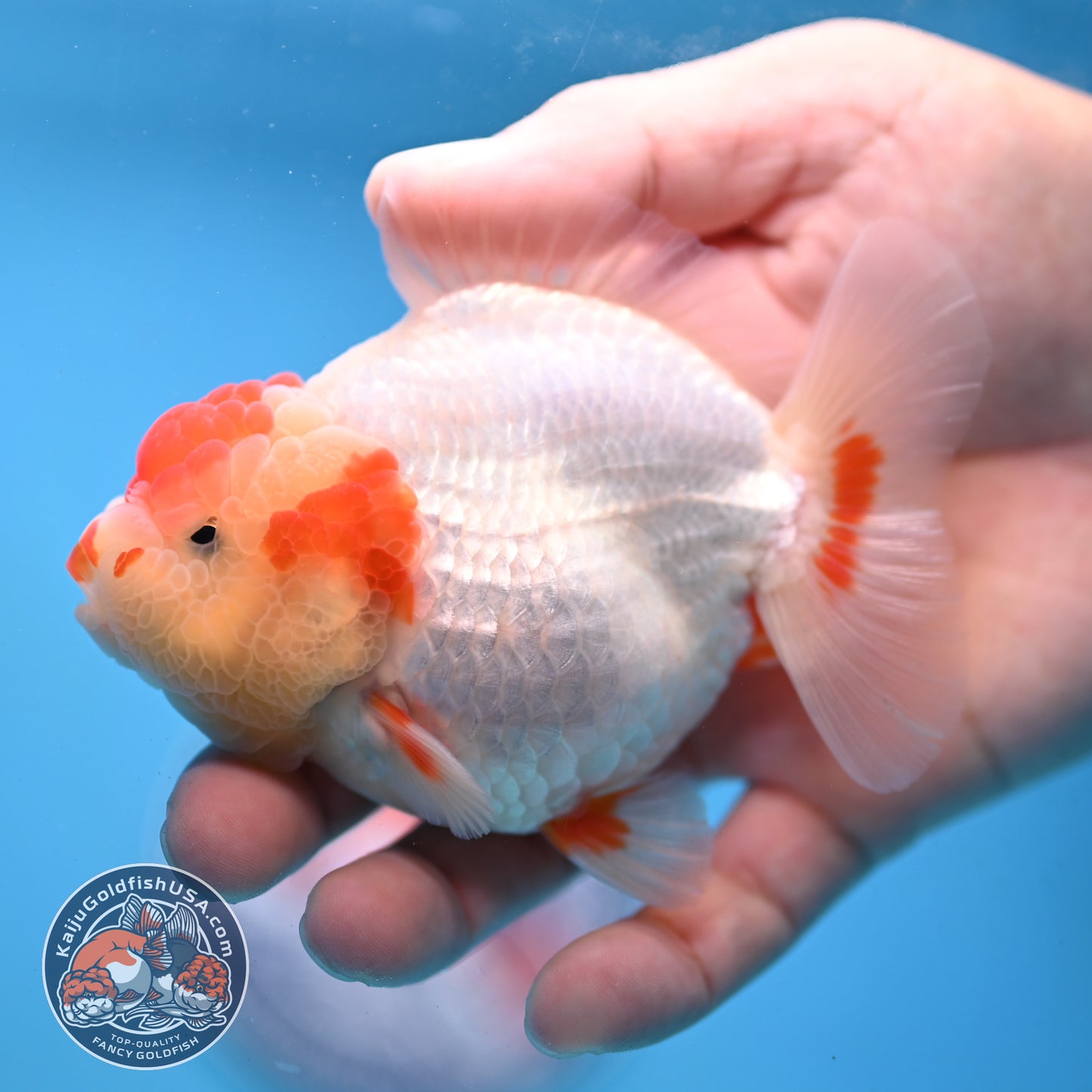 Red White YuanBao Oranda 3.5 inch Body (251031_OR14)