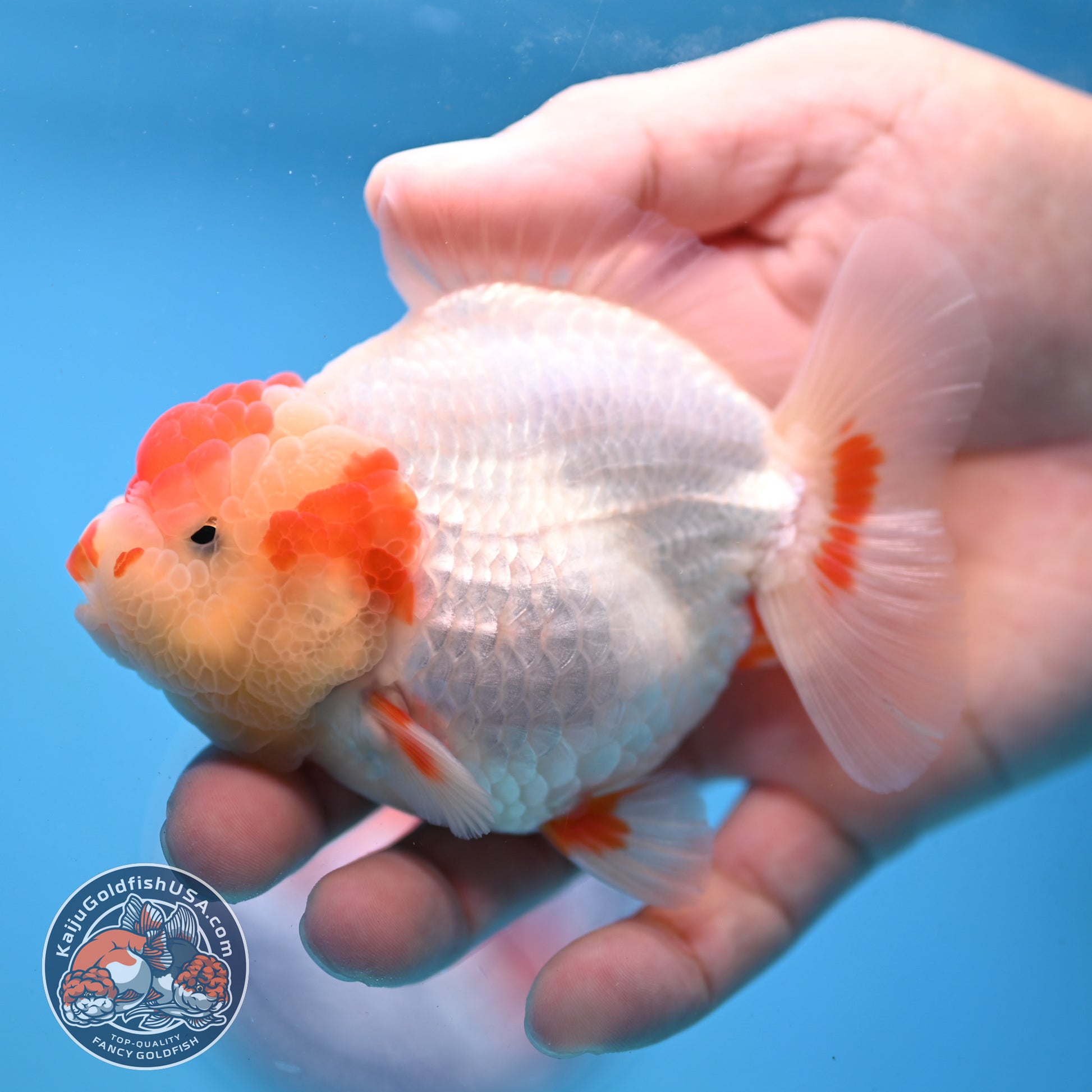 Red White YuanBao Oranda 3.5 inch Body (251031_OR14)
