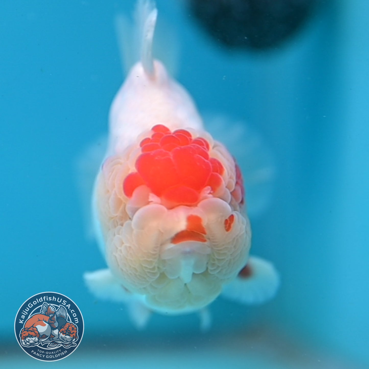 Red White YuanBao Oranda 3.5 inch Body (251031_OR14)