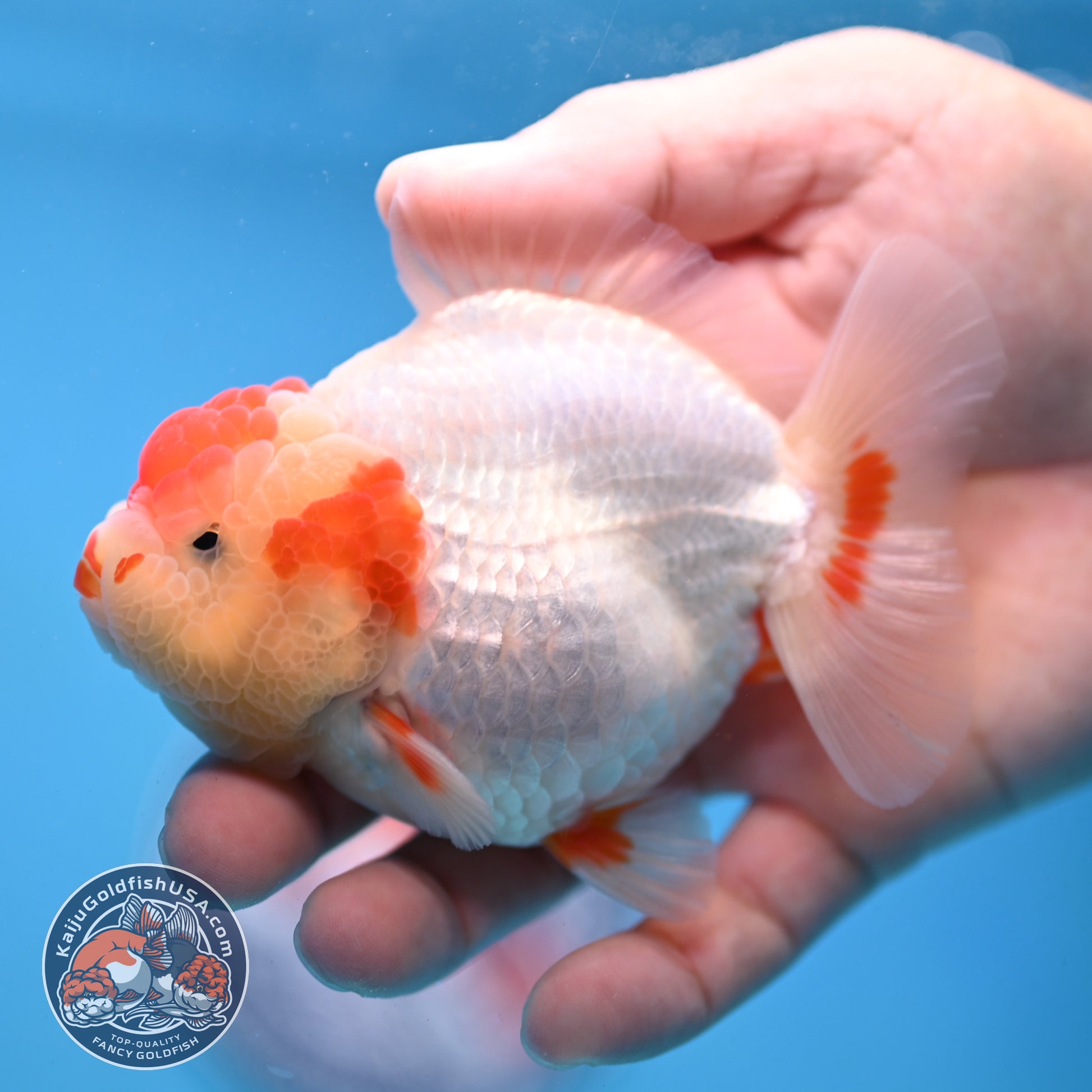 Red White YuanBao Oranda 3.5 inch Body (251031_OR14)