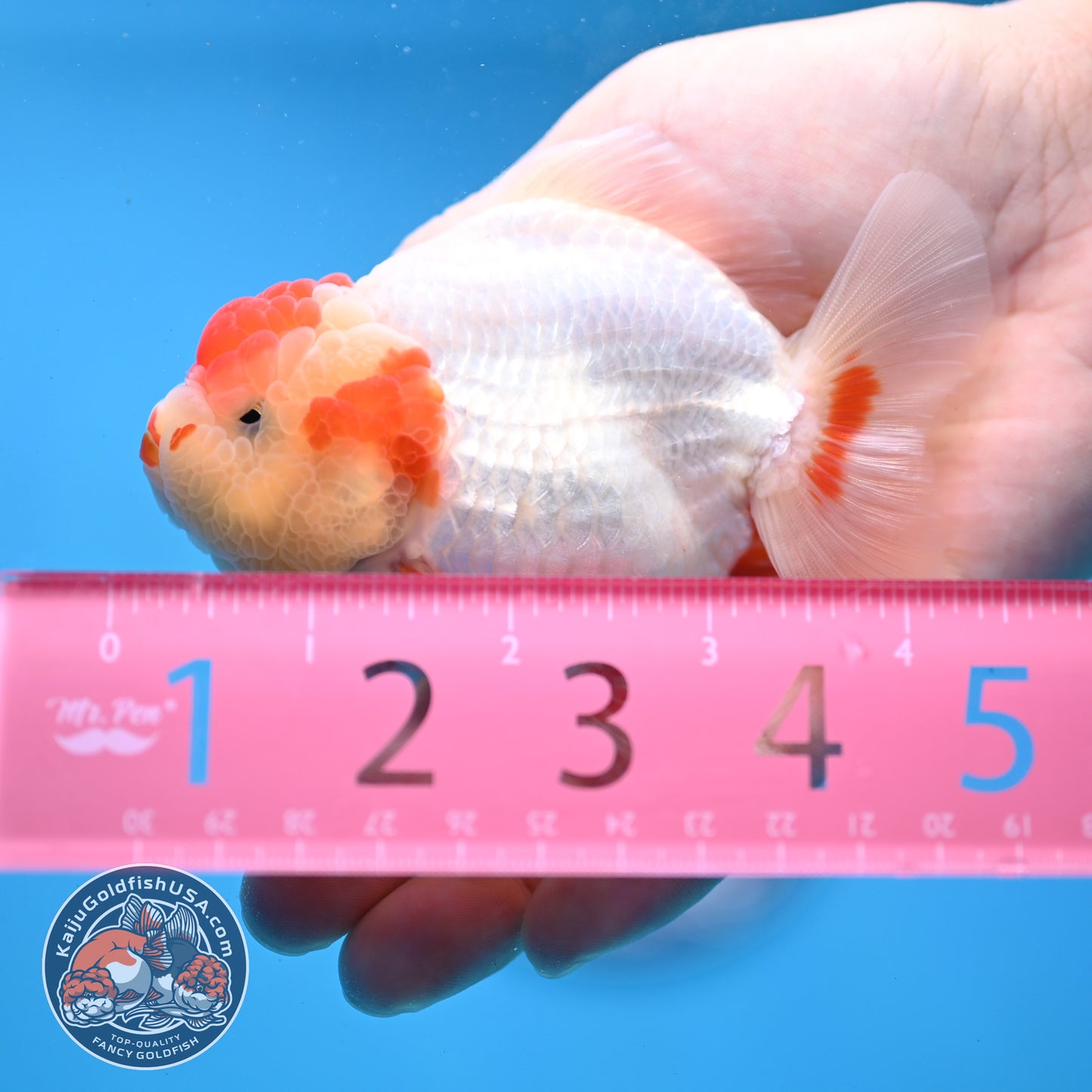 Red White YuanBao Oranda 3.5 inch Body (251031_OR14)