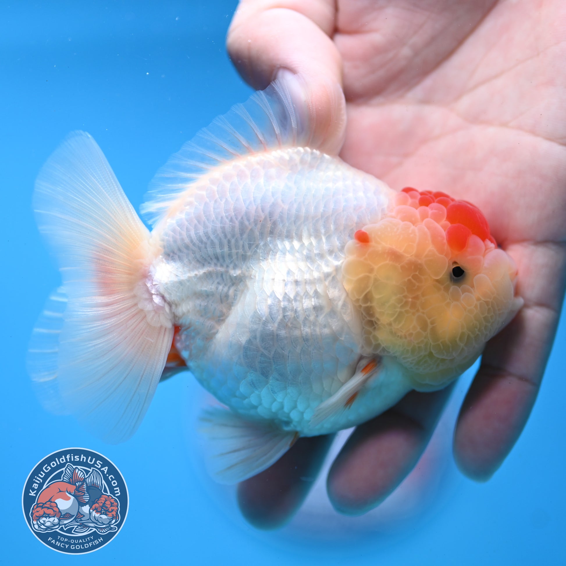 Red White YuanBao Oranda 3.5 inch Body (251031_OR14)