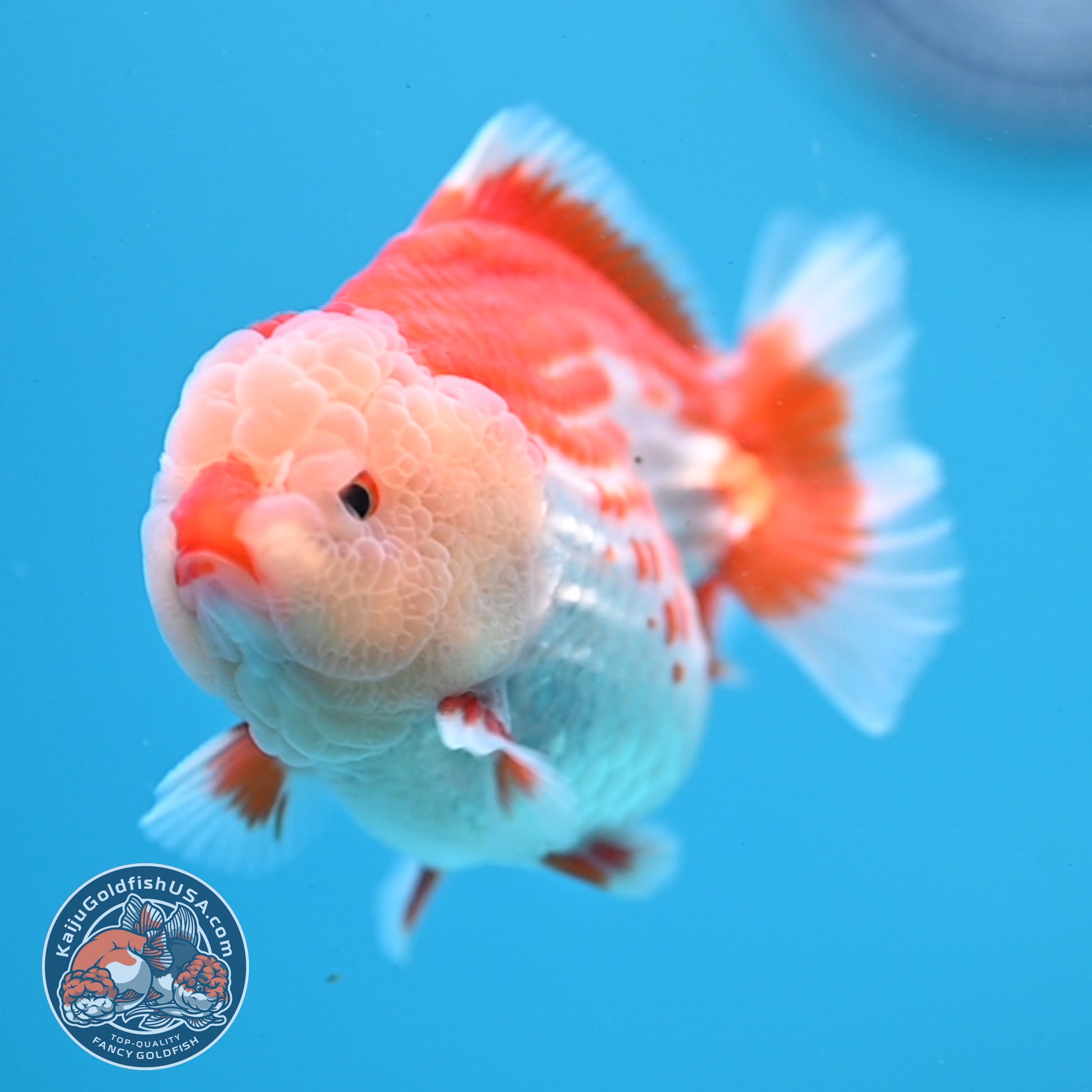 Red White YuanBao Oranda 3.5 inch Body (251031_OR17)