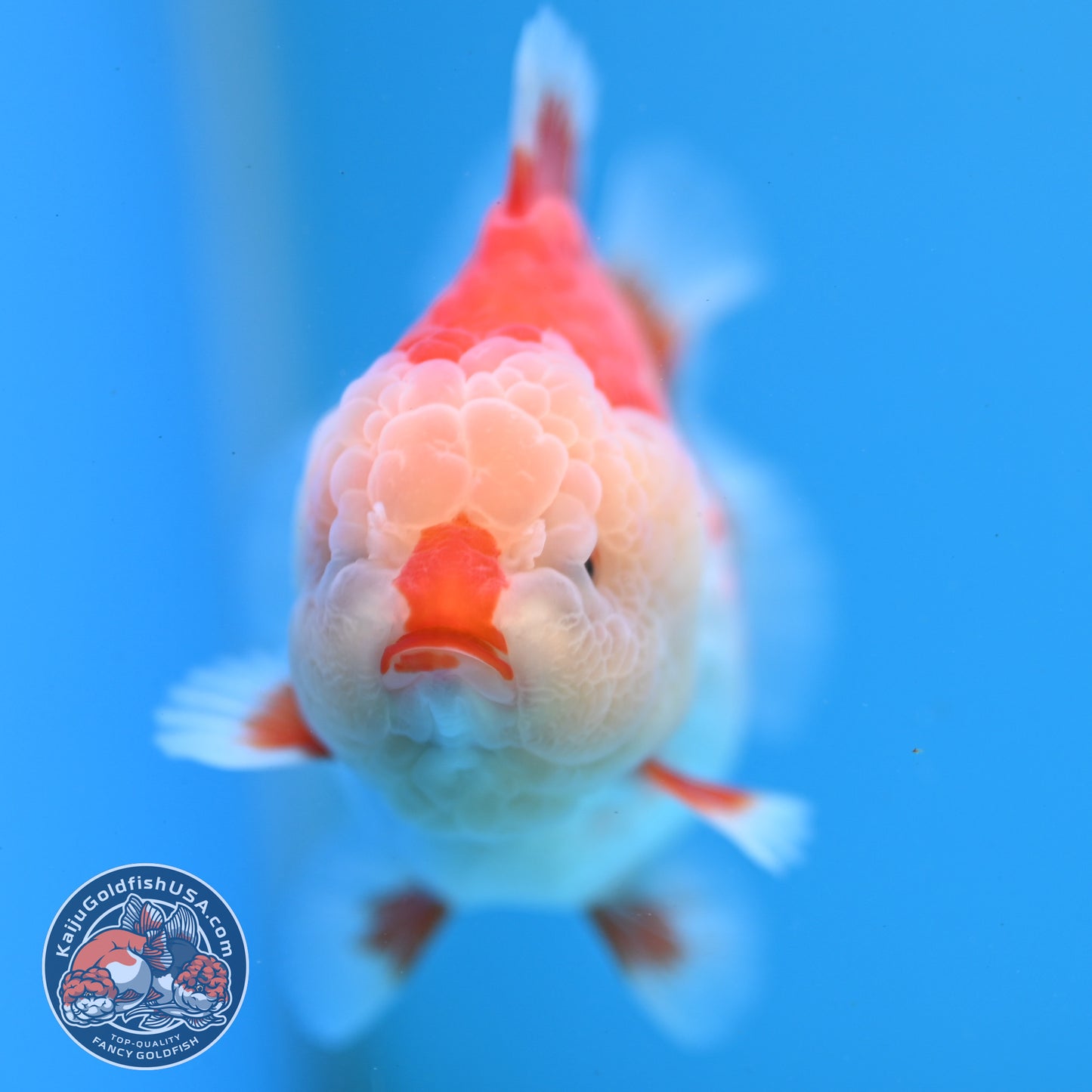 Red White YuanBao Oranda 3.5 inch Body (251031_OR17)