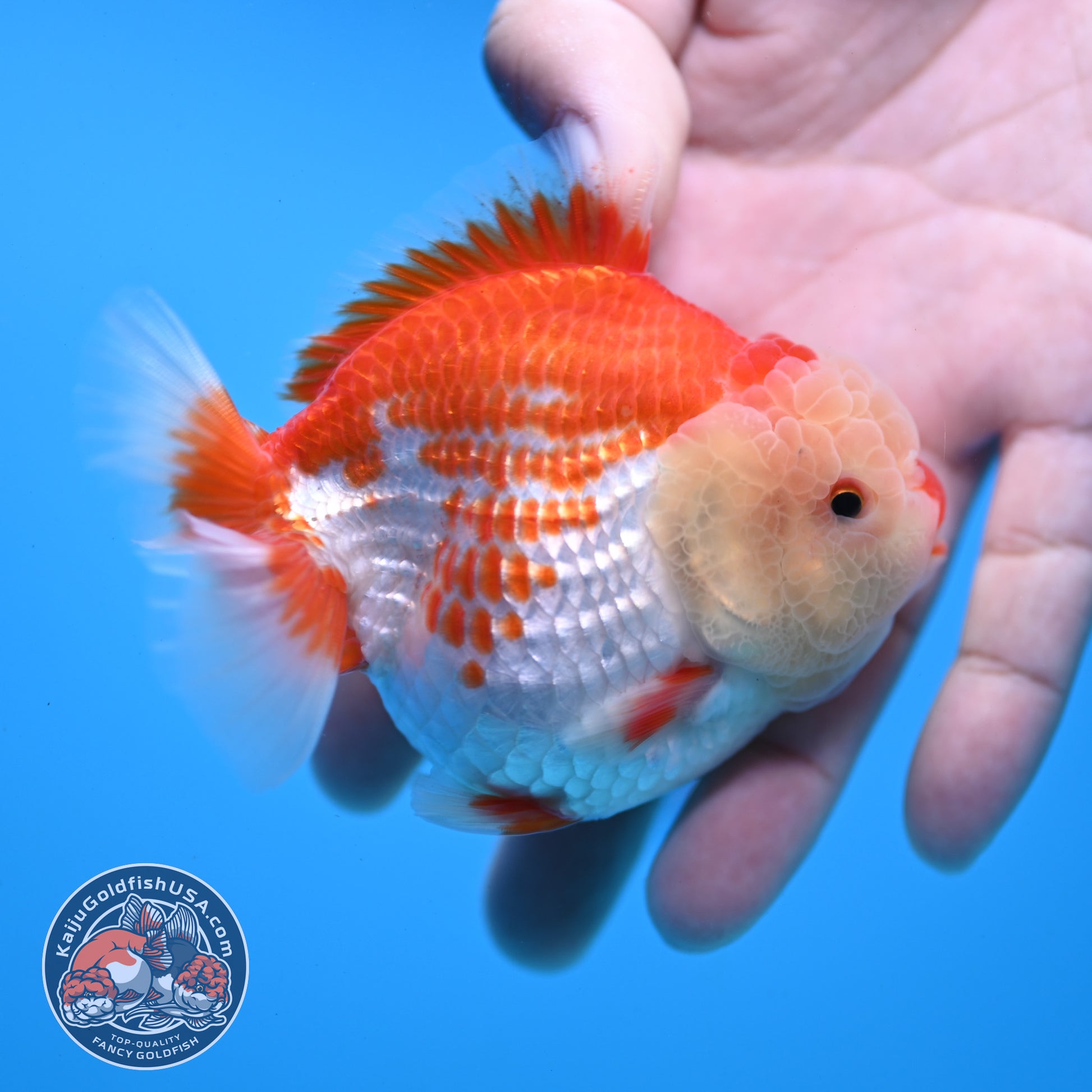 Red White YuanBao Oranda 3.5 inch Body (251031_OR17)
