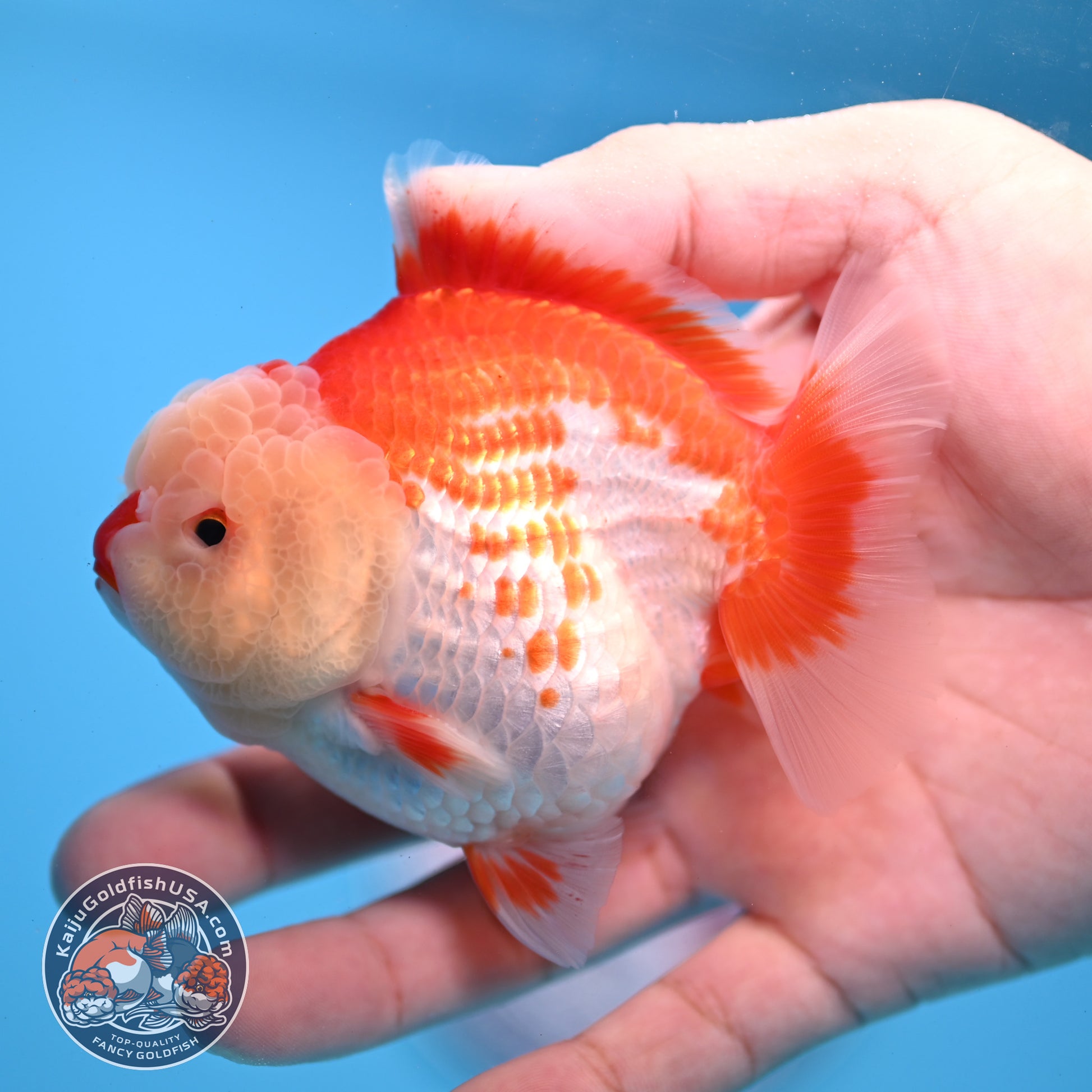 Red White YuanBao Oranda 3.5 inch Body (251031_OR17)