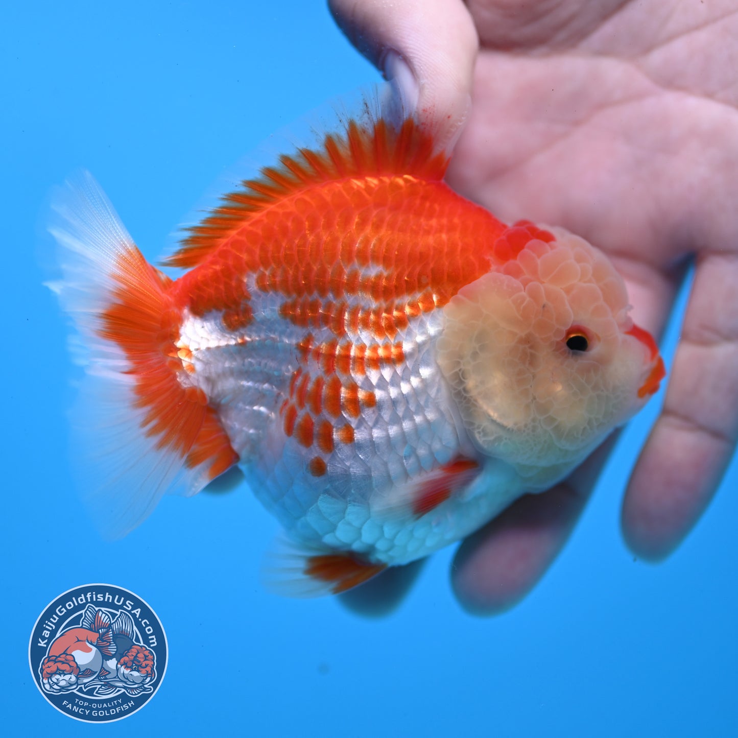 Red White YuanBao Oranda 3.5 inch Body (251031_OR17)