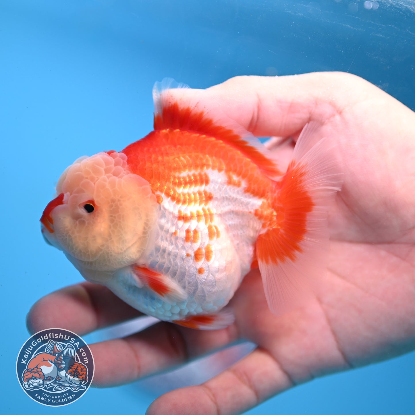 Red White YuanBao Oranda 3.5 inch Body (251031_OR17)