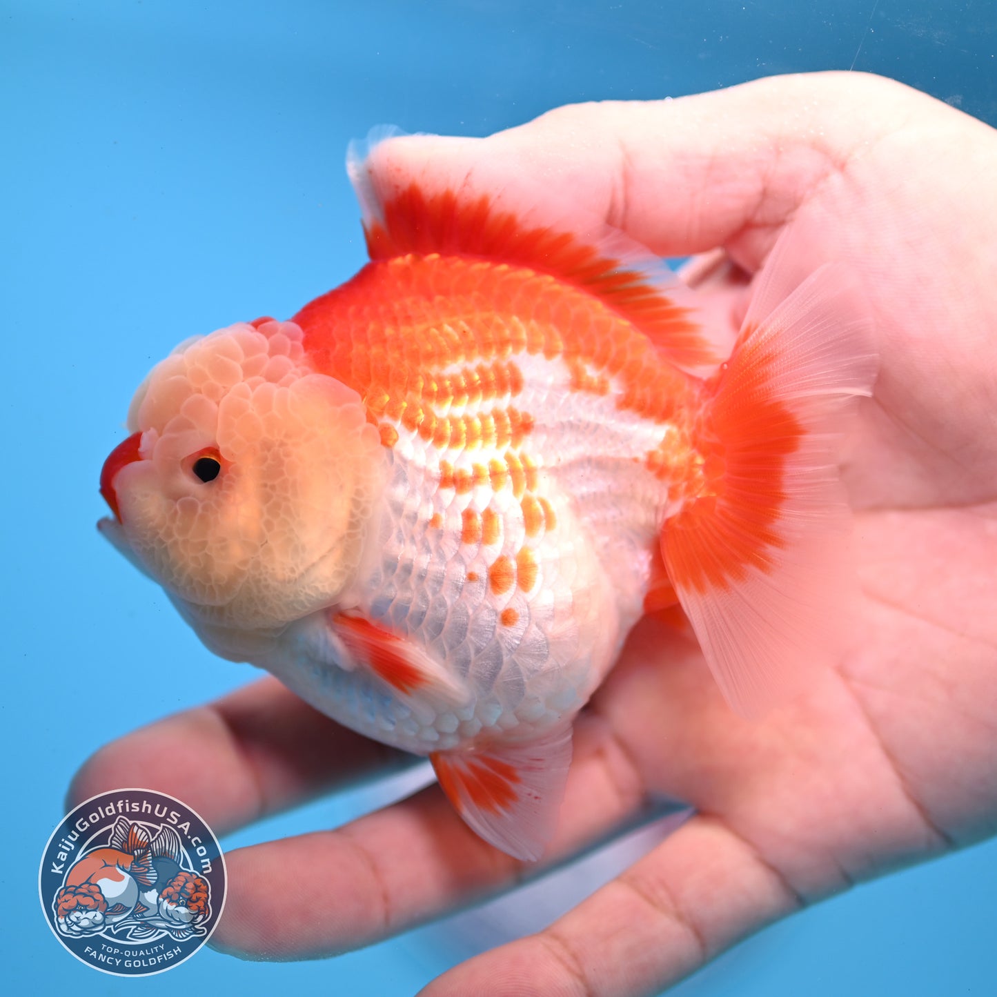 Red White YuanBao Oranda 3.5 inch Body (251031_OR17)