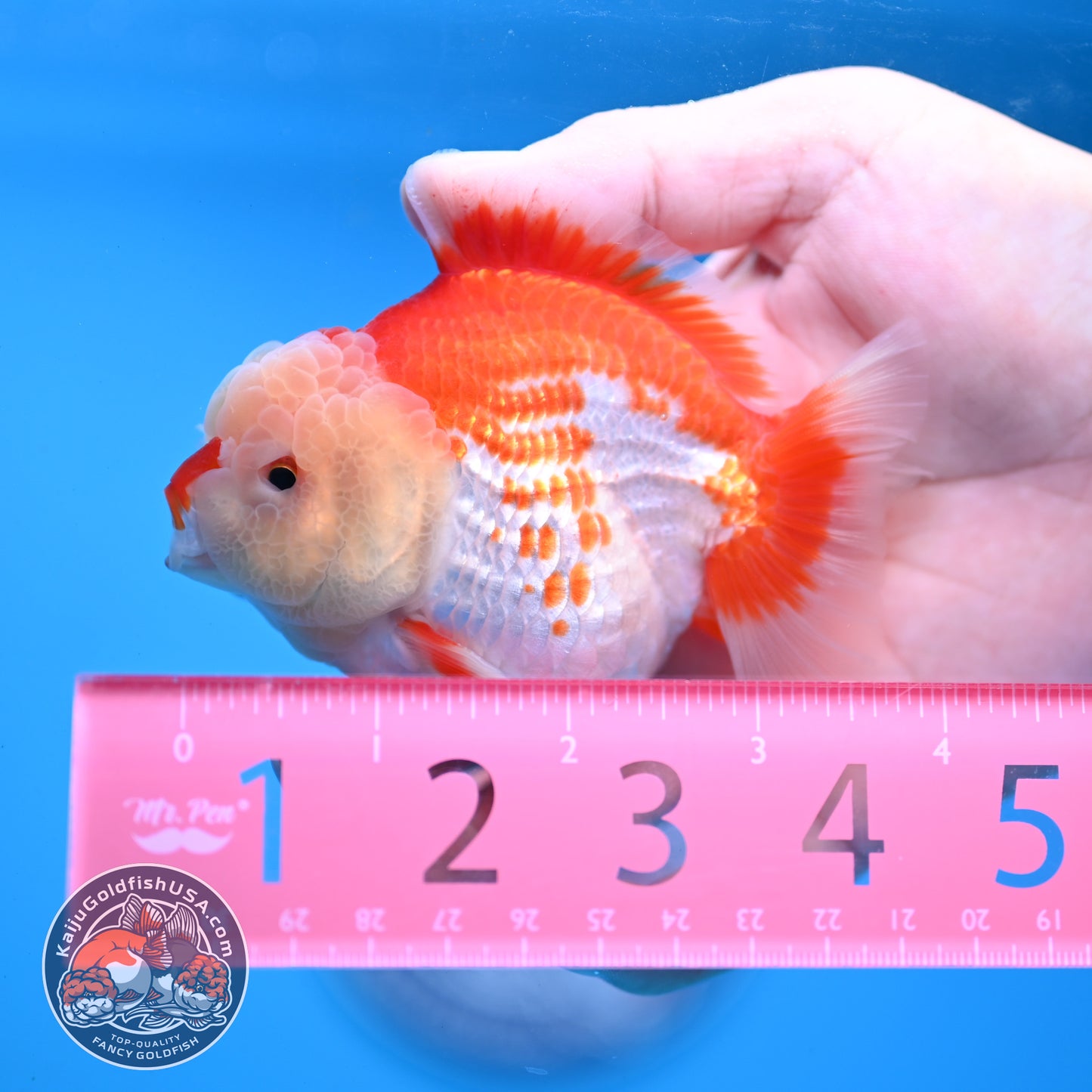 Red White YuanBao Oranda 3.5 inch Body (251031_OR17)