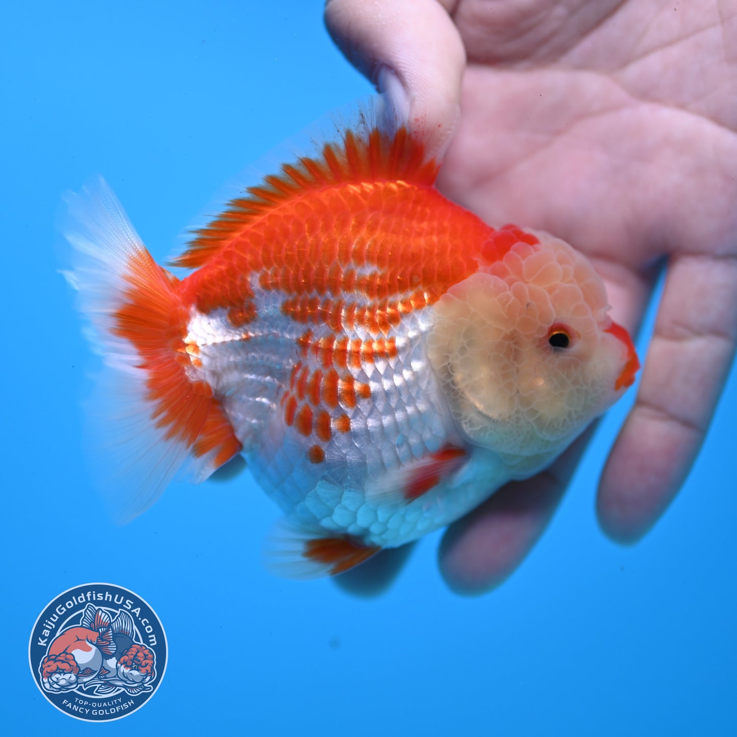 Red White YuanBao Oranda 3.5 inch Body (251031_OR17)