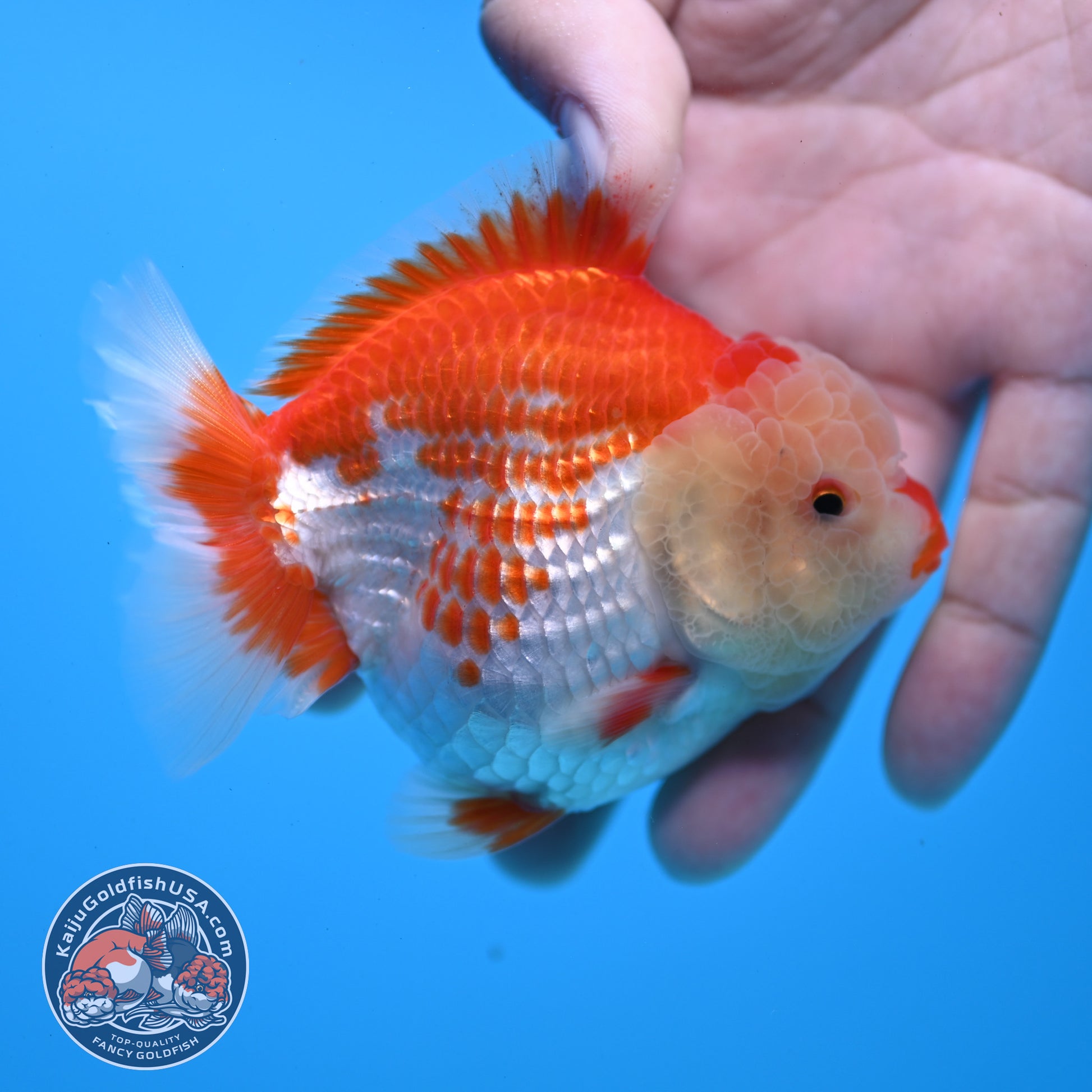 Red White YuanBao Oranda 3.5 inch Body (251031_OR17)