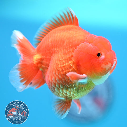 Red White YuanBao Oranda 3.5 inch Body (260320_OR02)