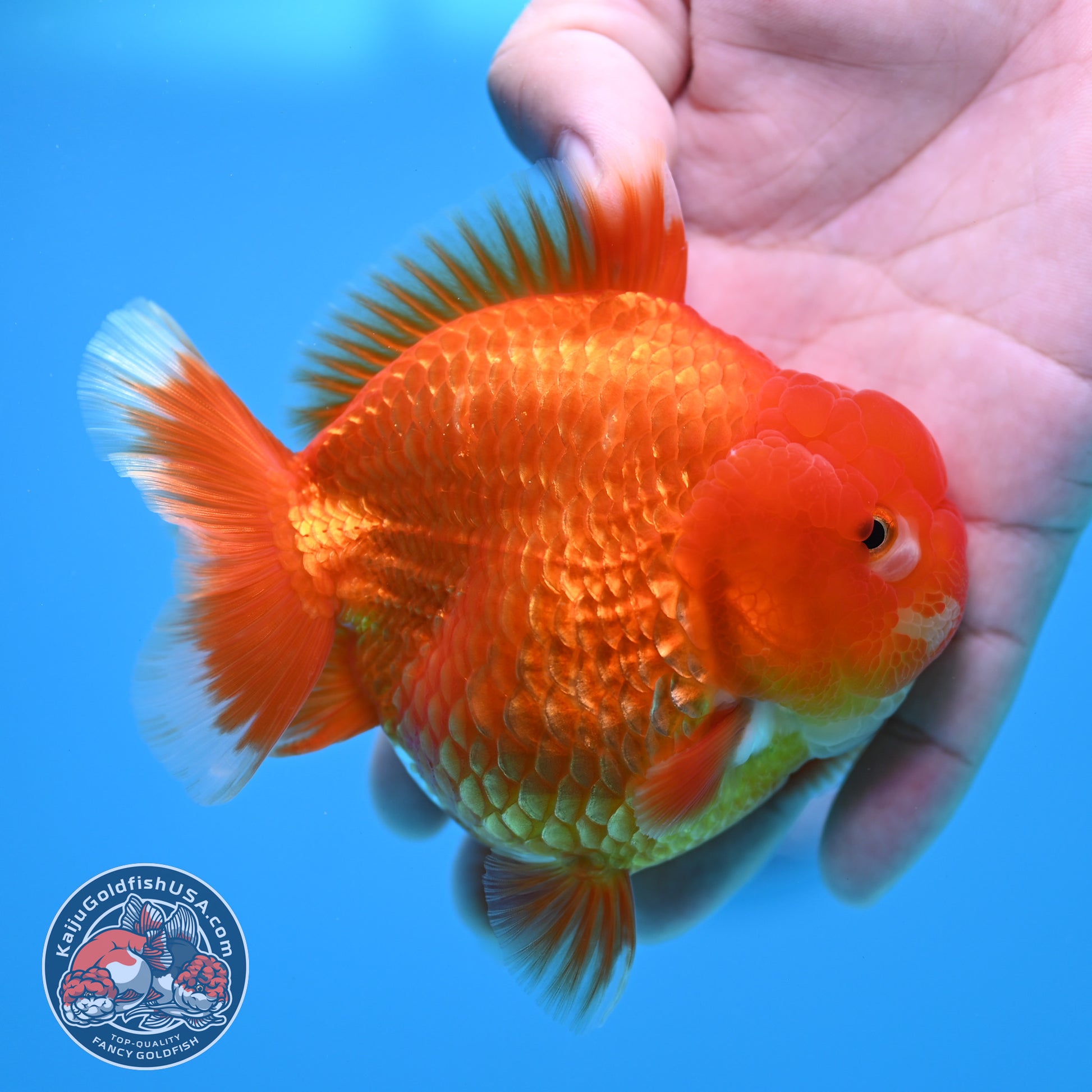 Red White YuanBao Oranda 3.5 inch Body (260320_OR02)